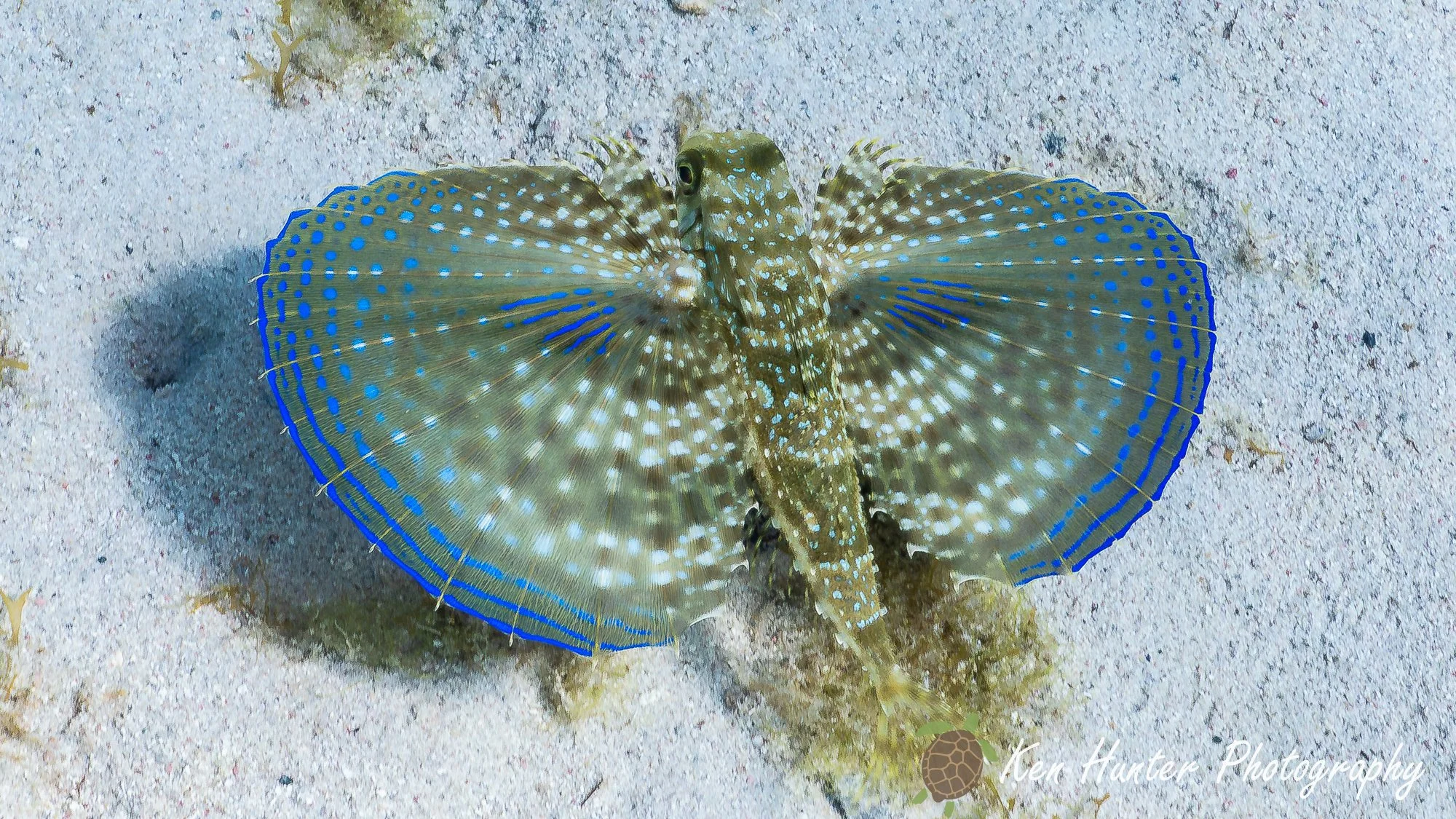 The Gurnards Painted Circles.jpg