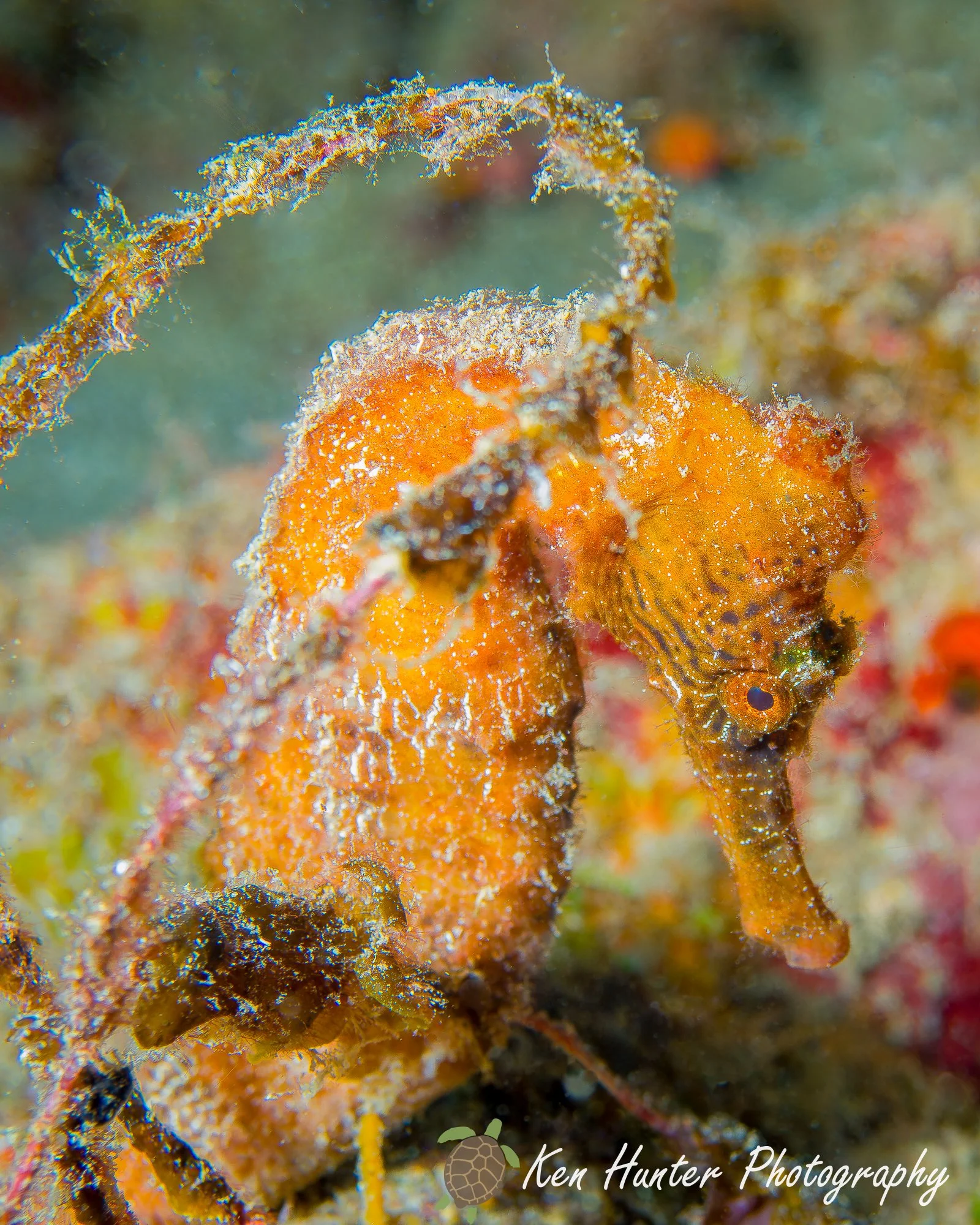 Seahorse-4.jpg