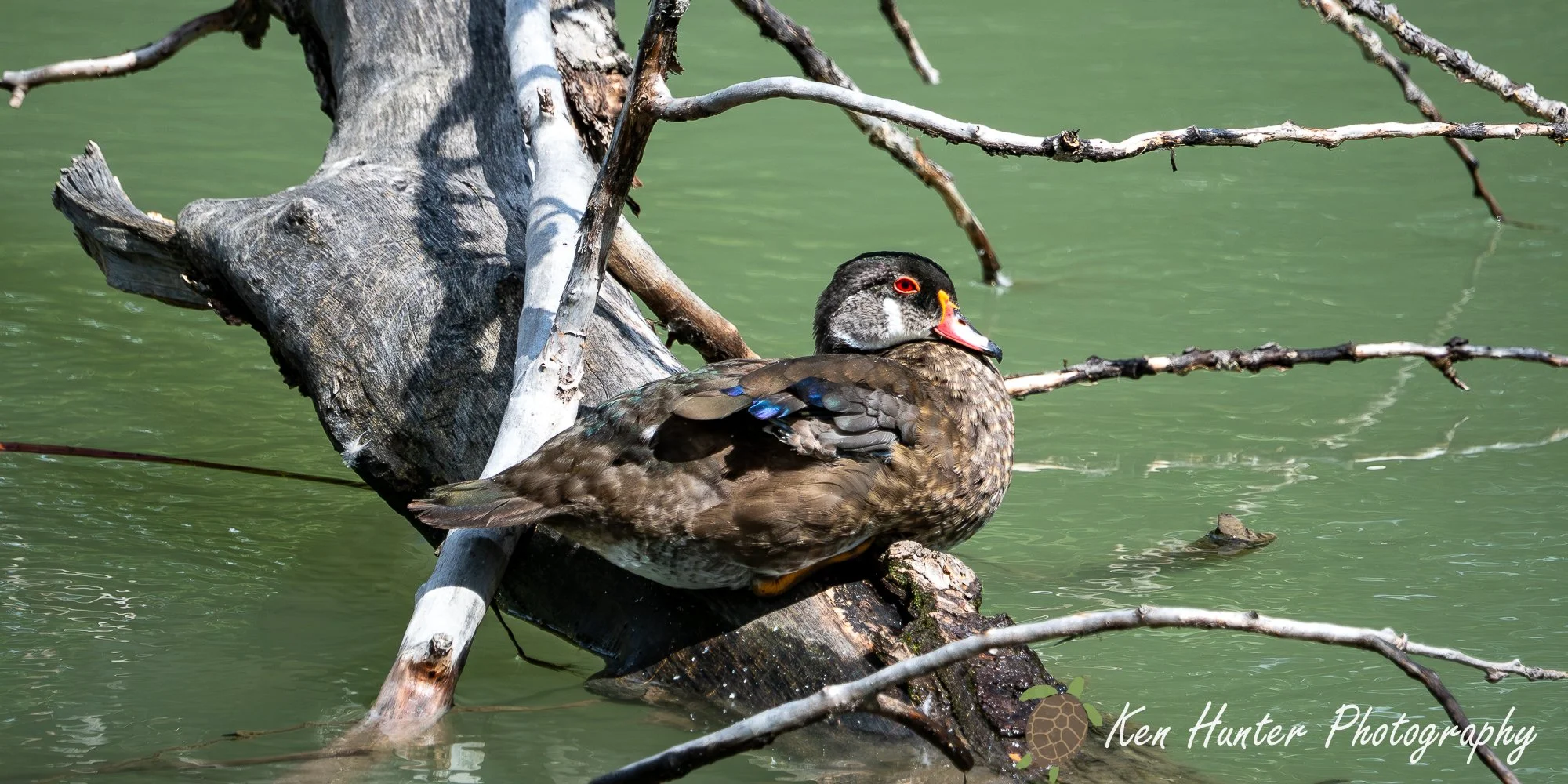 Woodduck on a log.jpg