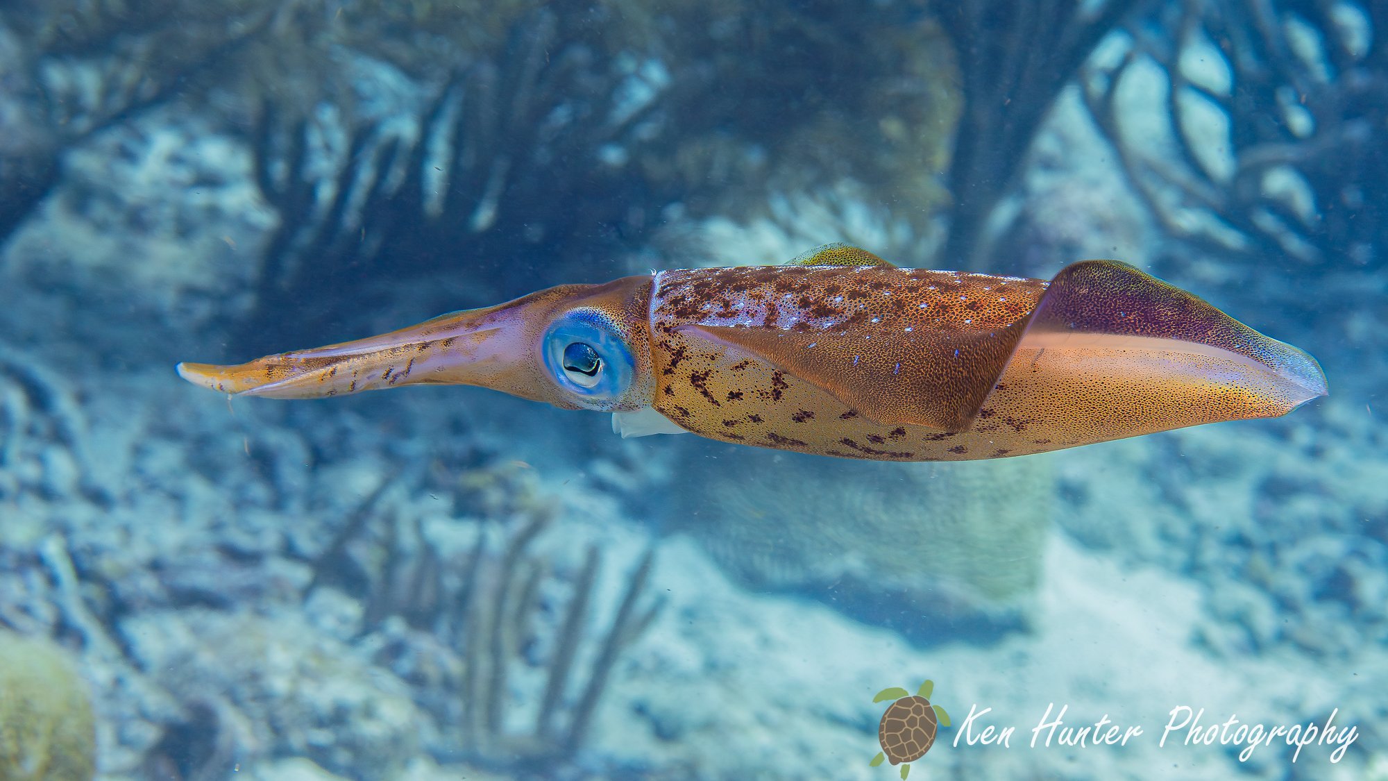 Caribbean reef squid-2.jpg