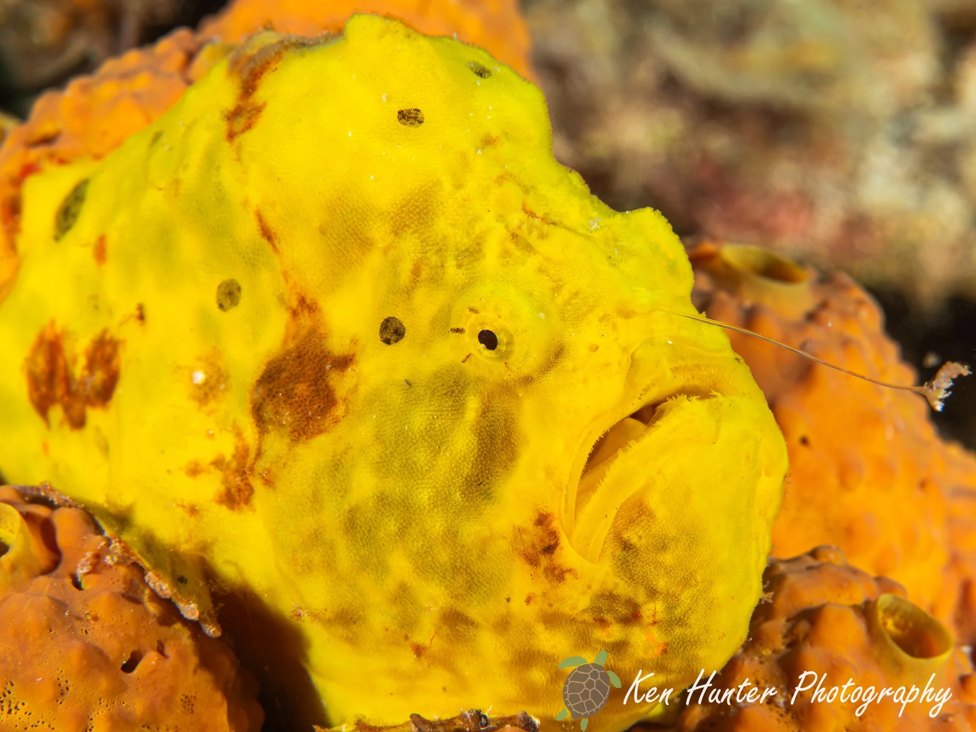 The Camouflage Hunter.jpg