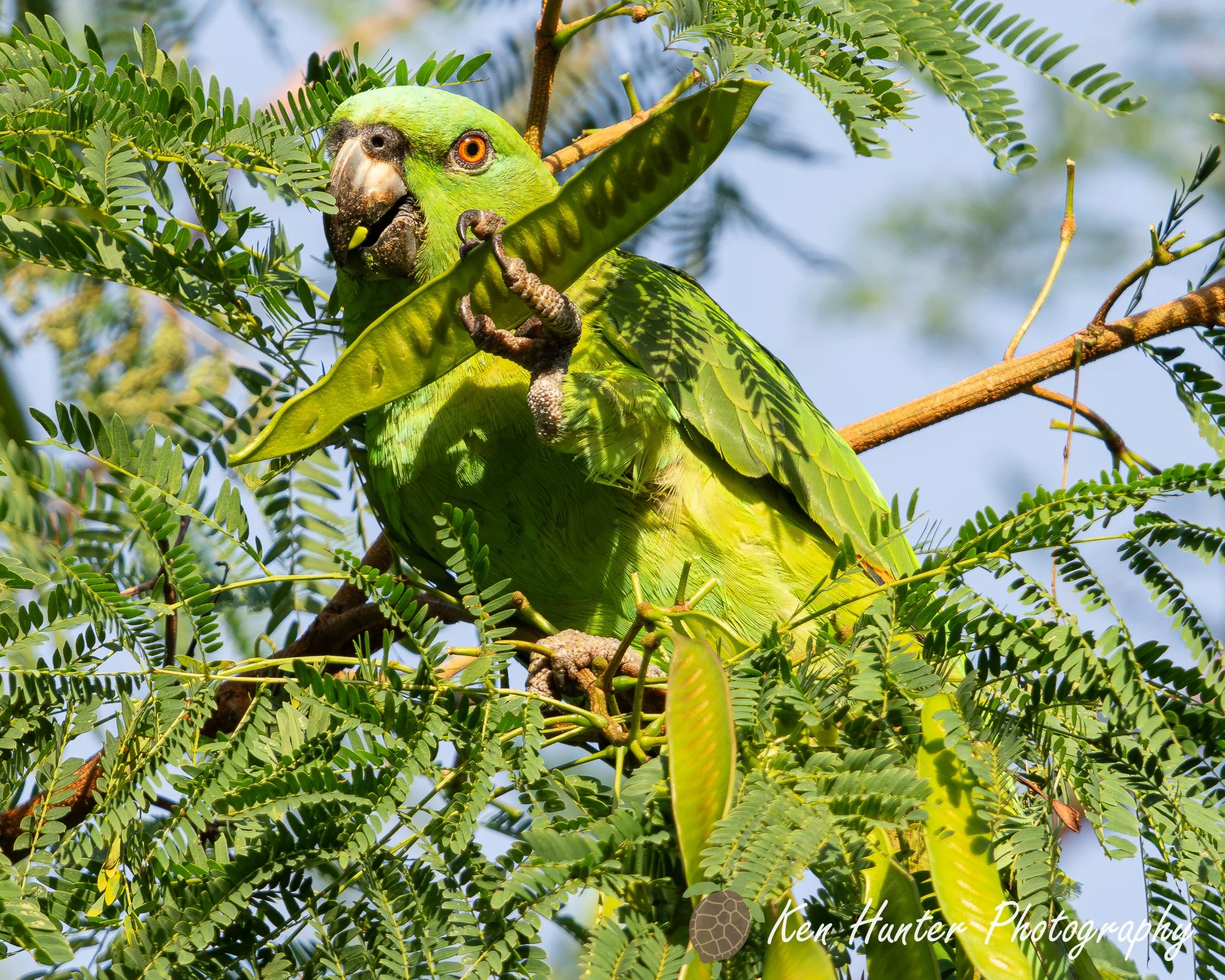 Messy Eater, Master Talker.jpg