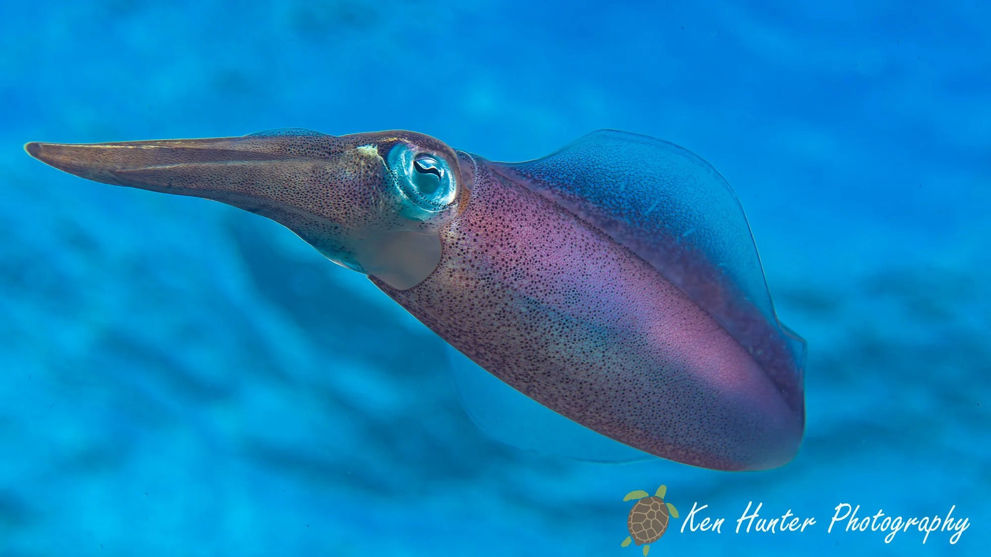 Caribbean reef squid.jpg