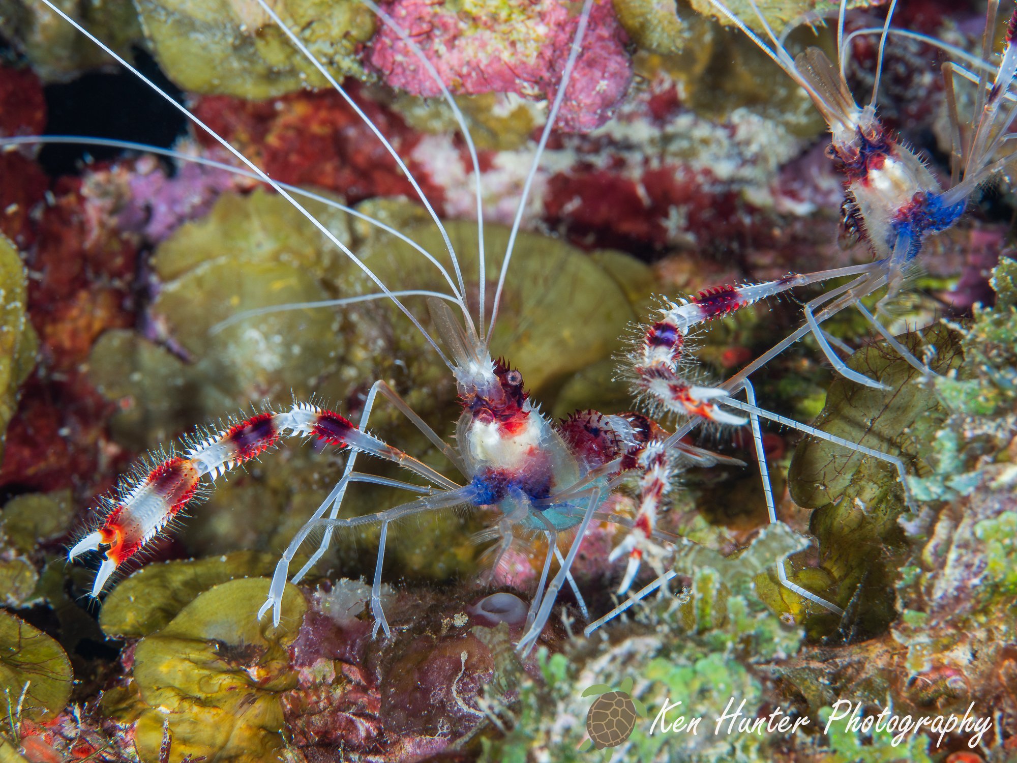 Coral Candy Cane.jpg