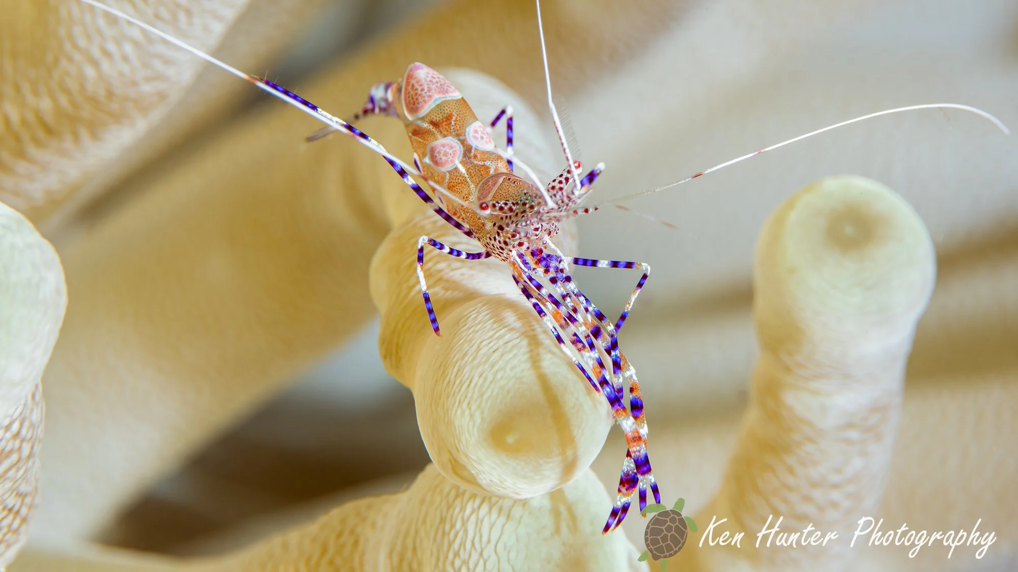 Spotted Cleaner Shrimp-2.jpg