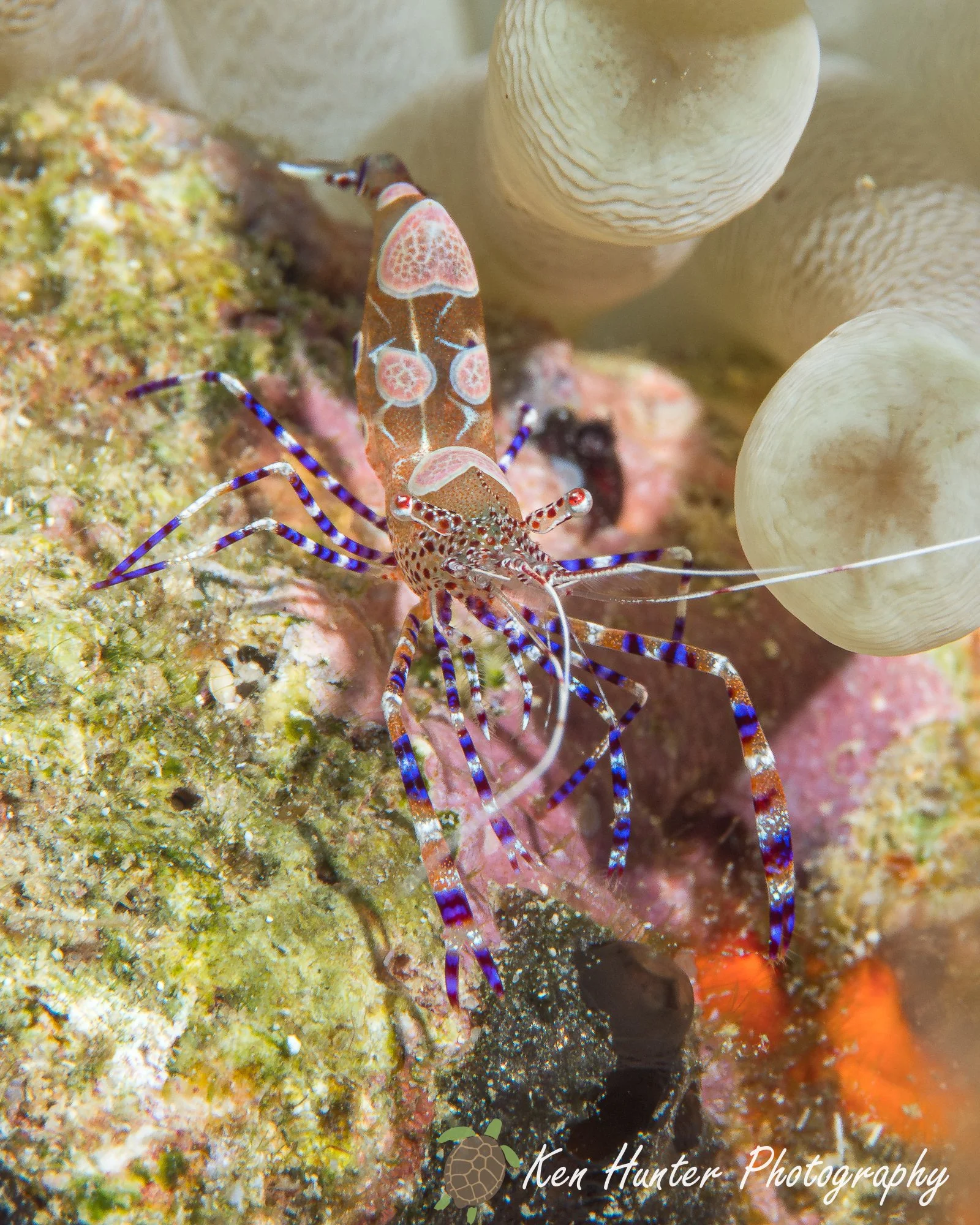 Natures Tiniest Cleaner.jpg