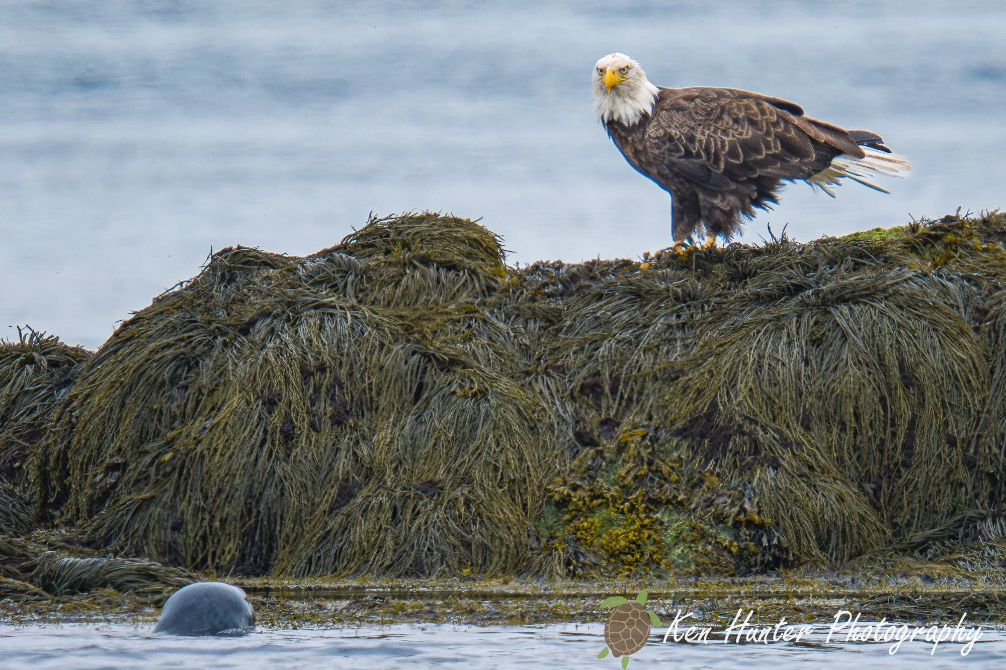 Bald Eagle Guarding its fish.jpg