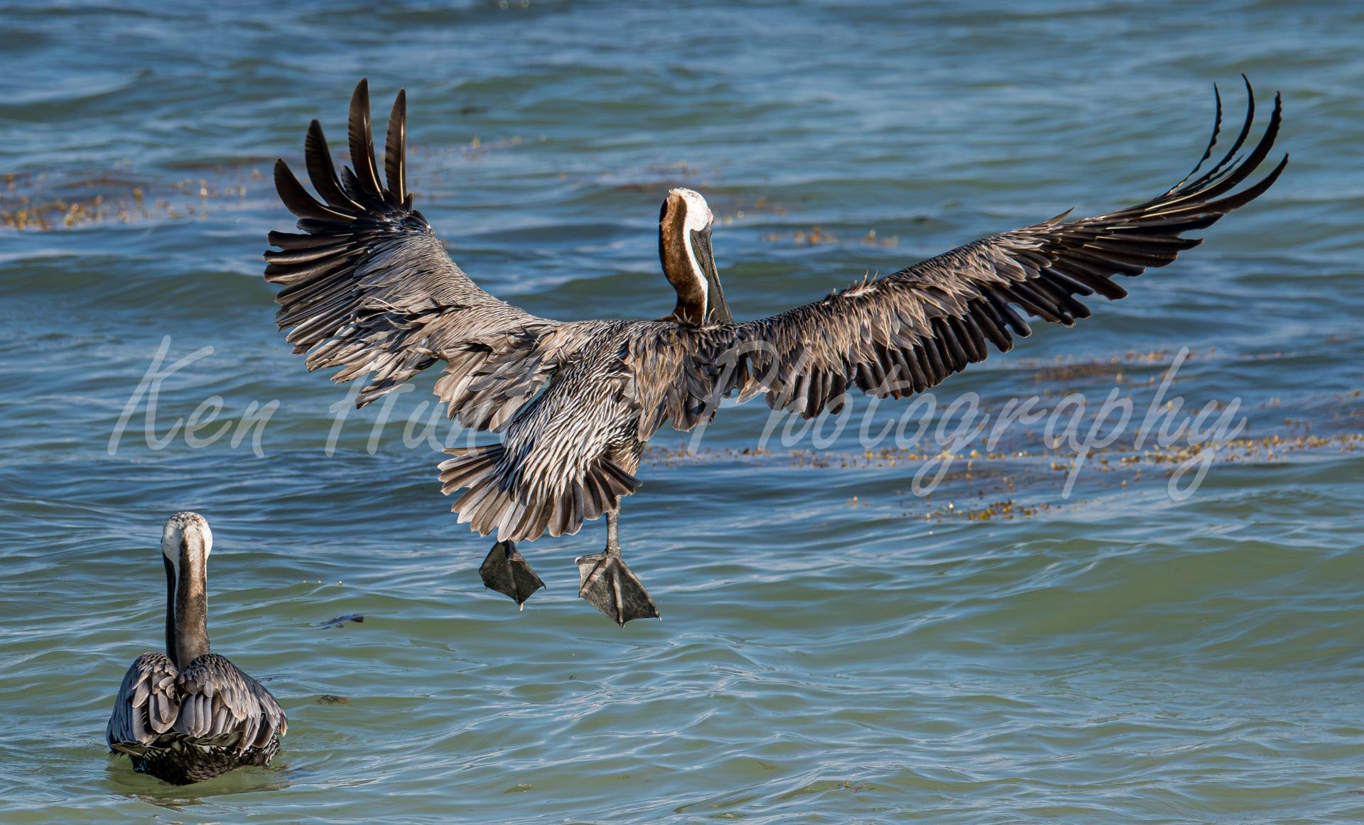 Landing Gear Down