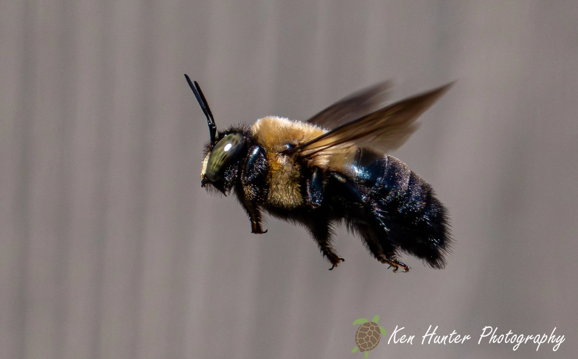 Winged Carpenter.jpg
