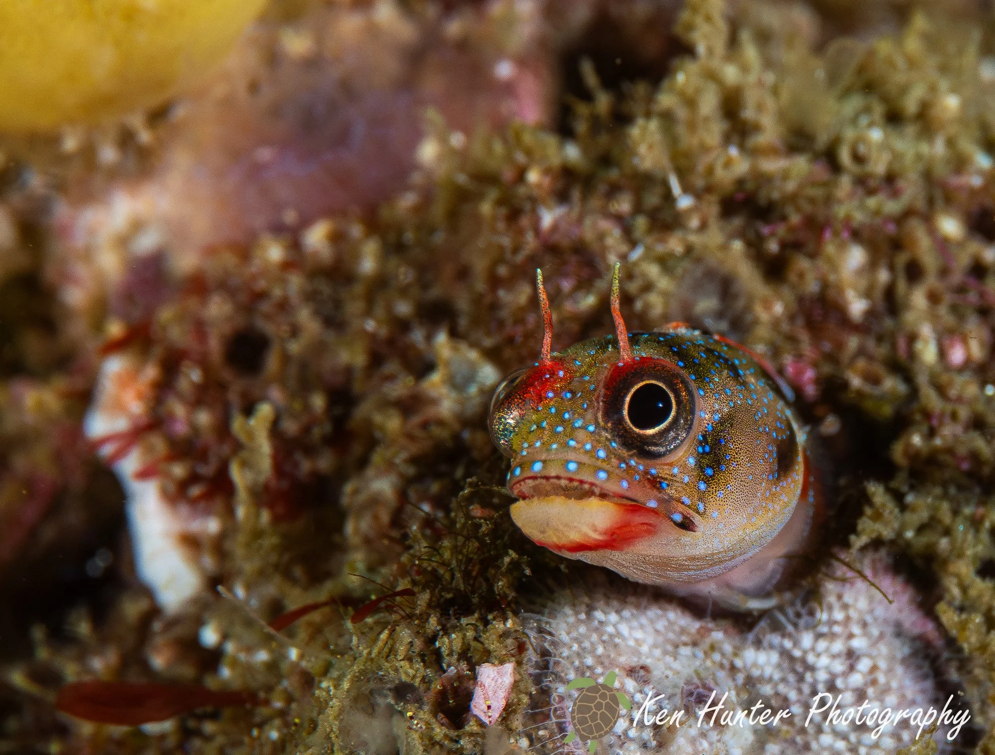 Pocket-sized Predator.jpg