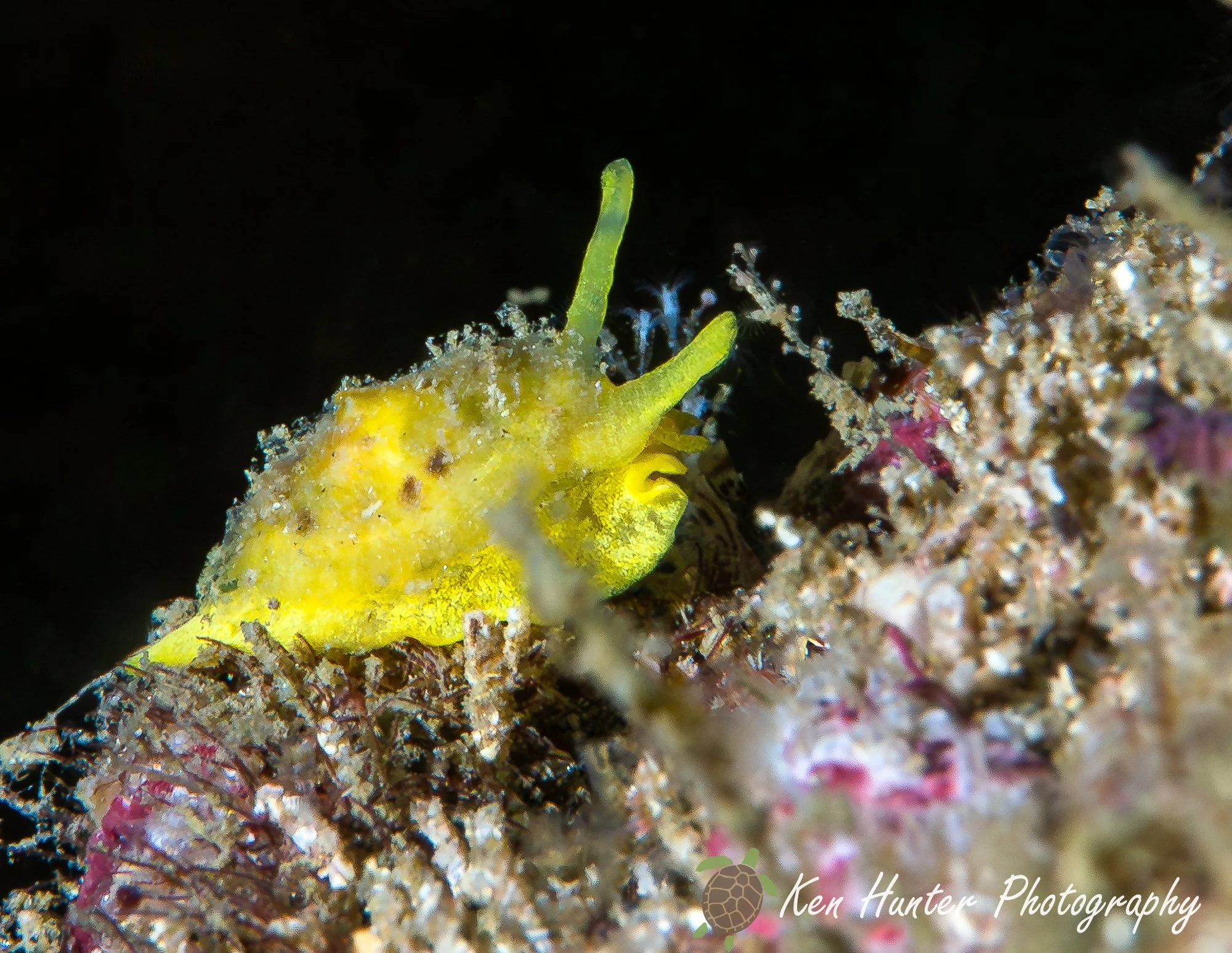 Golden by Design.jpg