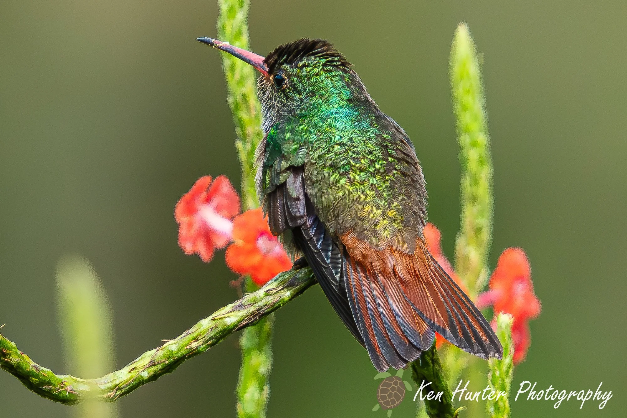 Rufous-Tailed Hummingbird.jpg