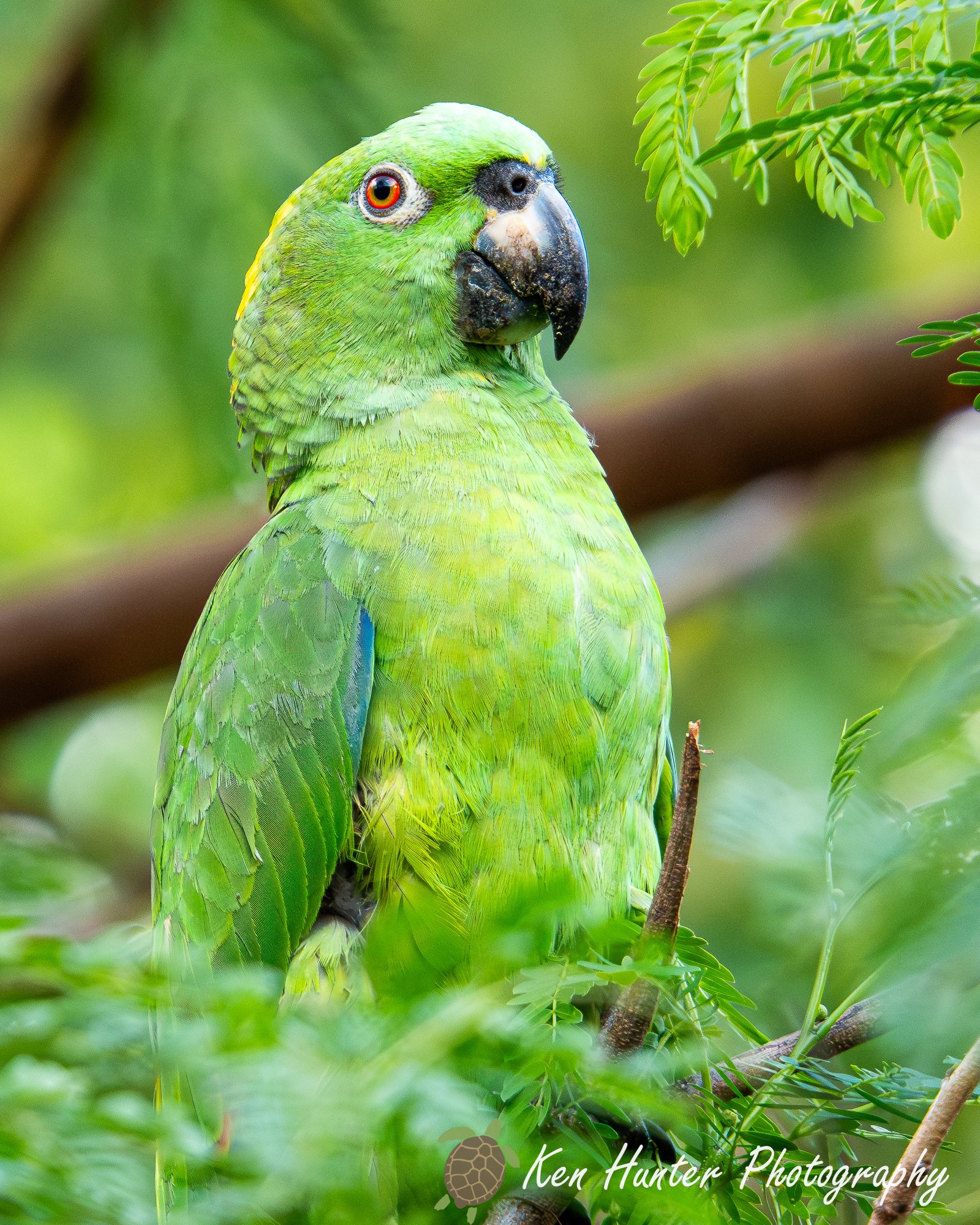 White fronted amazon parrot.jpg