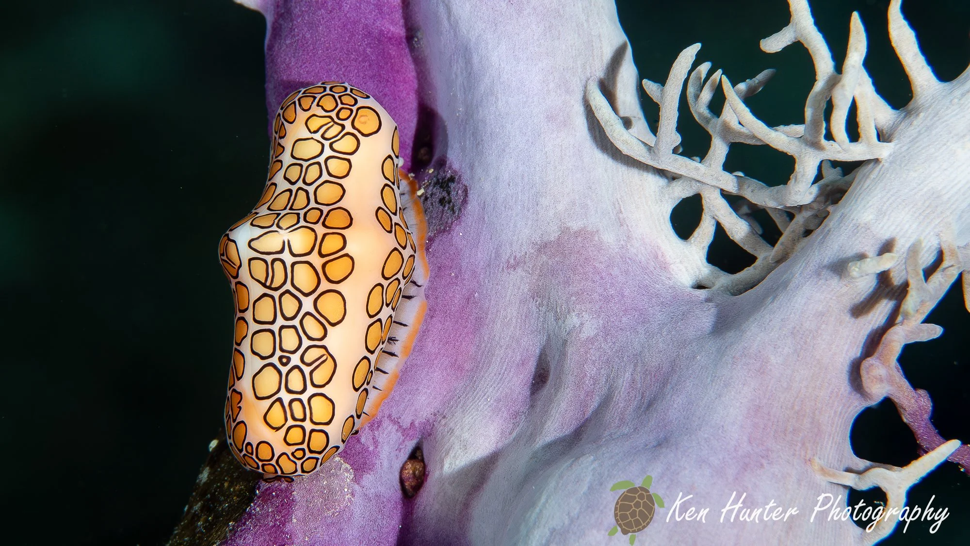 Flamingo Tongue.jpg