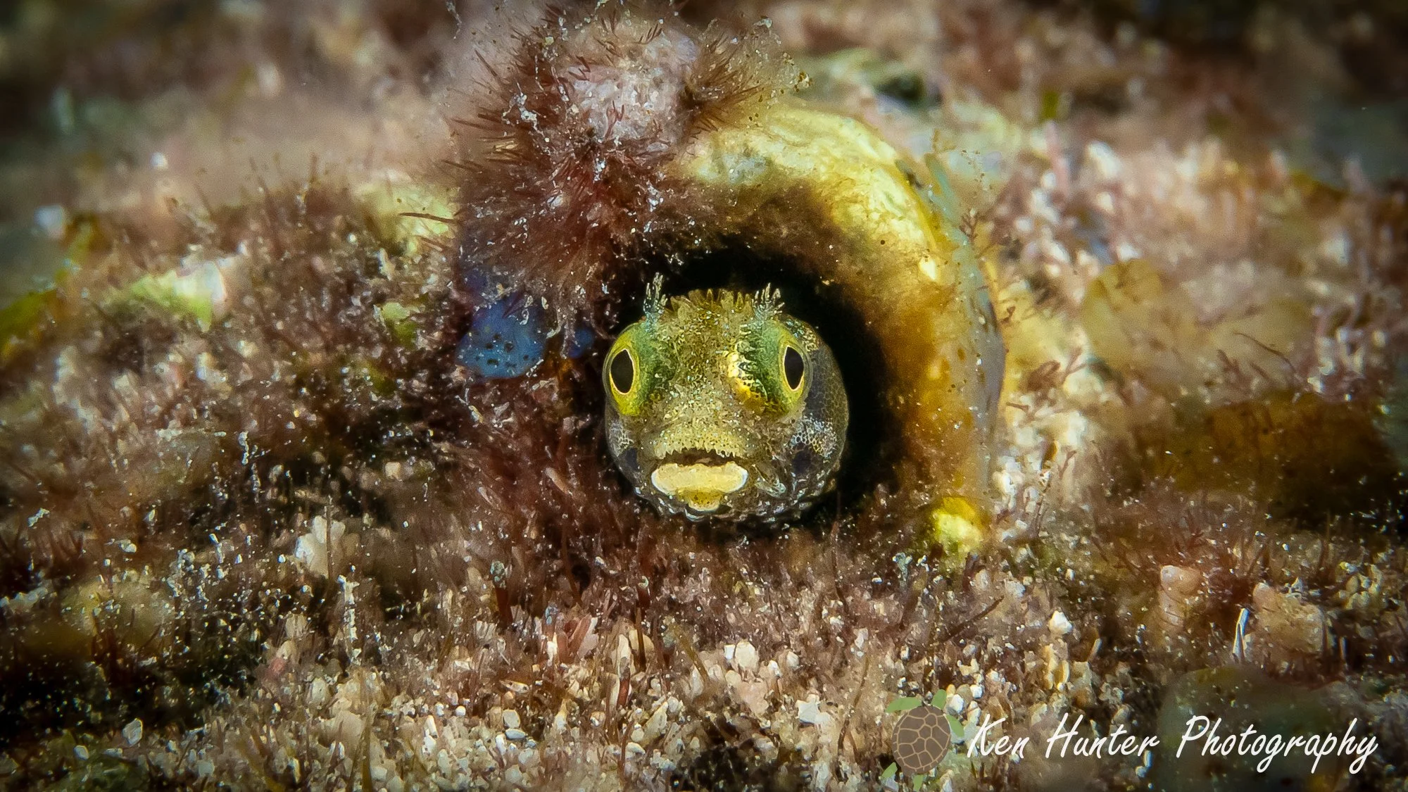 Spinyhead Blenny.jpg