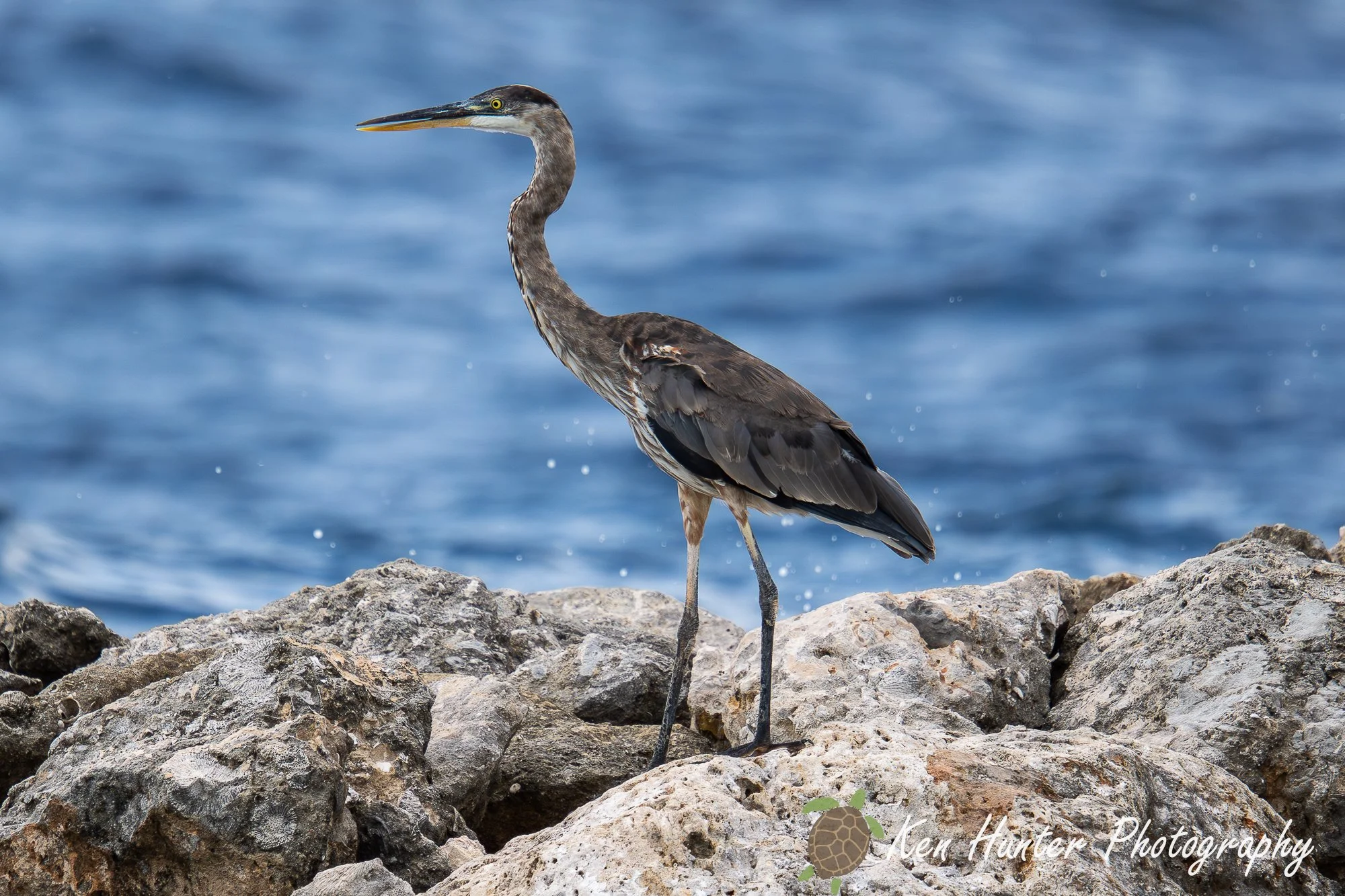Grey Heron.jpg
