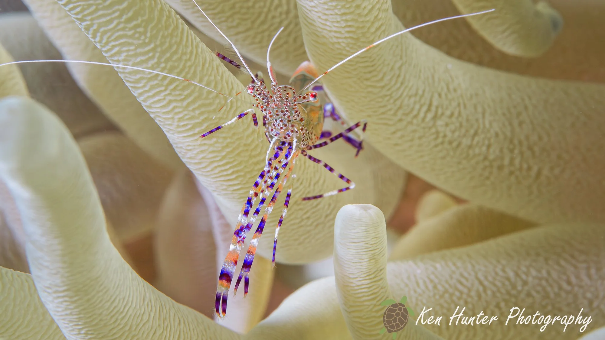 Spotted Cleaner Shrimp.jpg