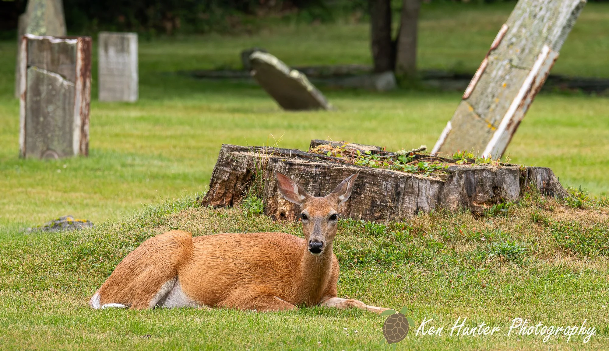 Hallowed Ground, Wild Heart.jpg