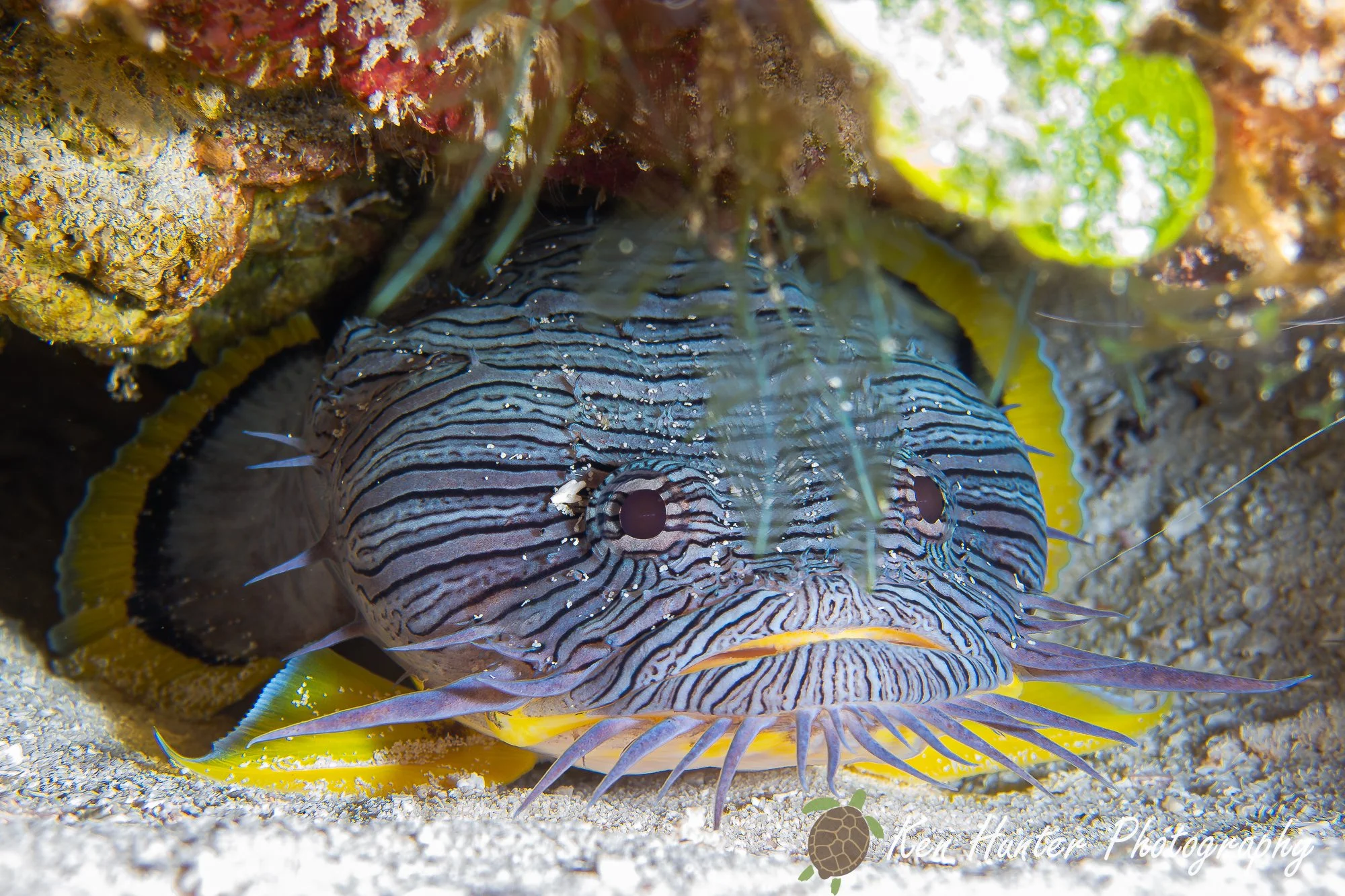 Splendid Toadfish.jpg