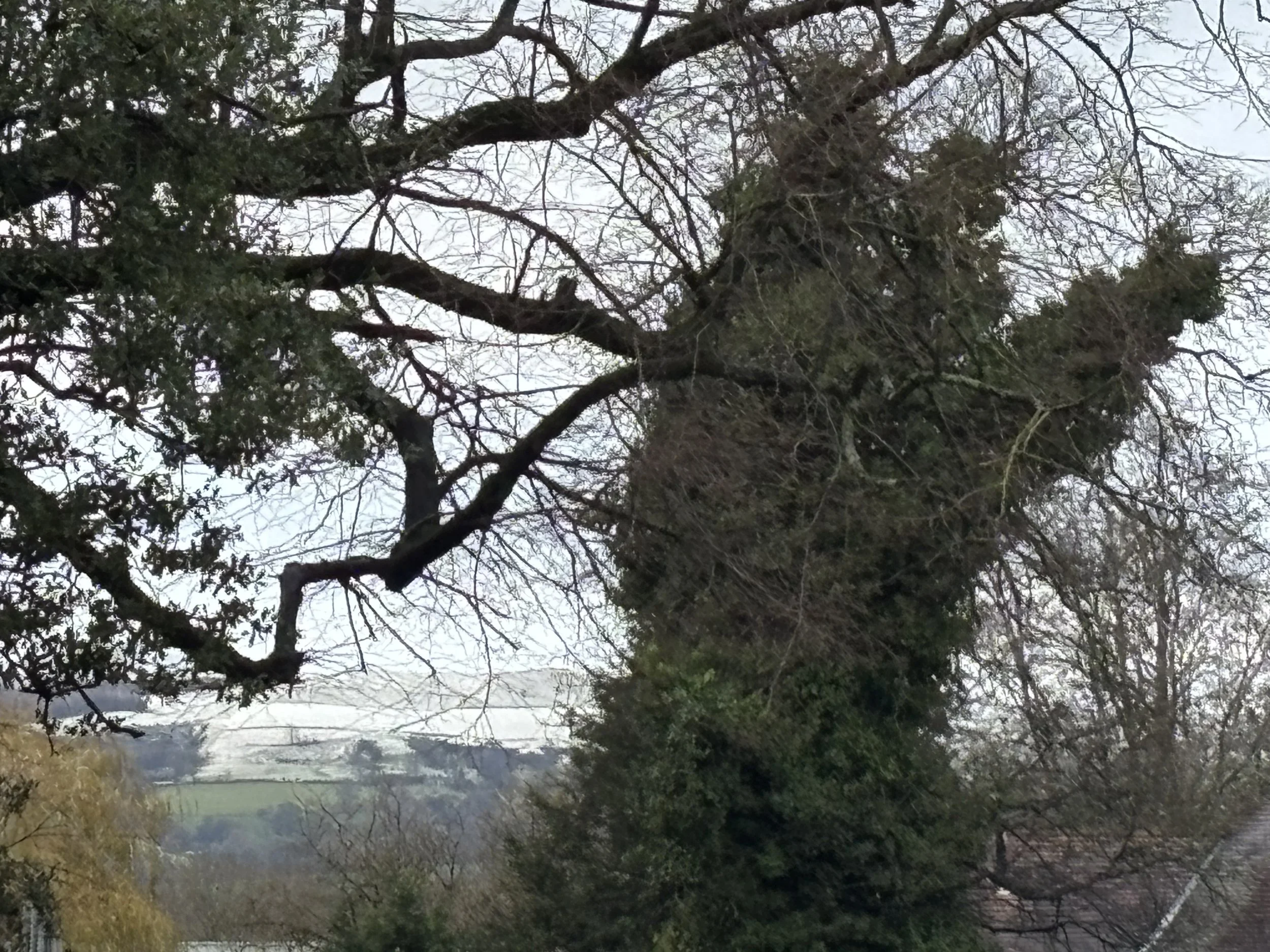 Winter Warming Flows: Poetry &amp; Yoga