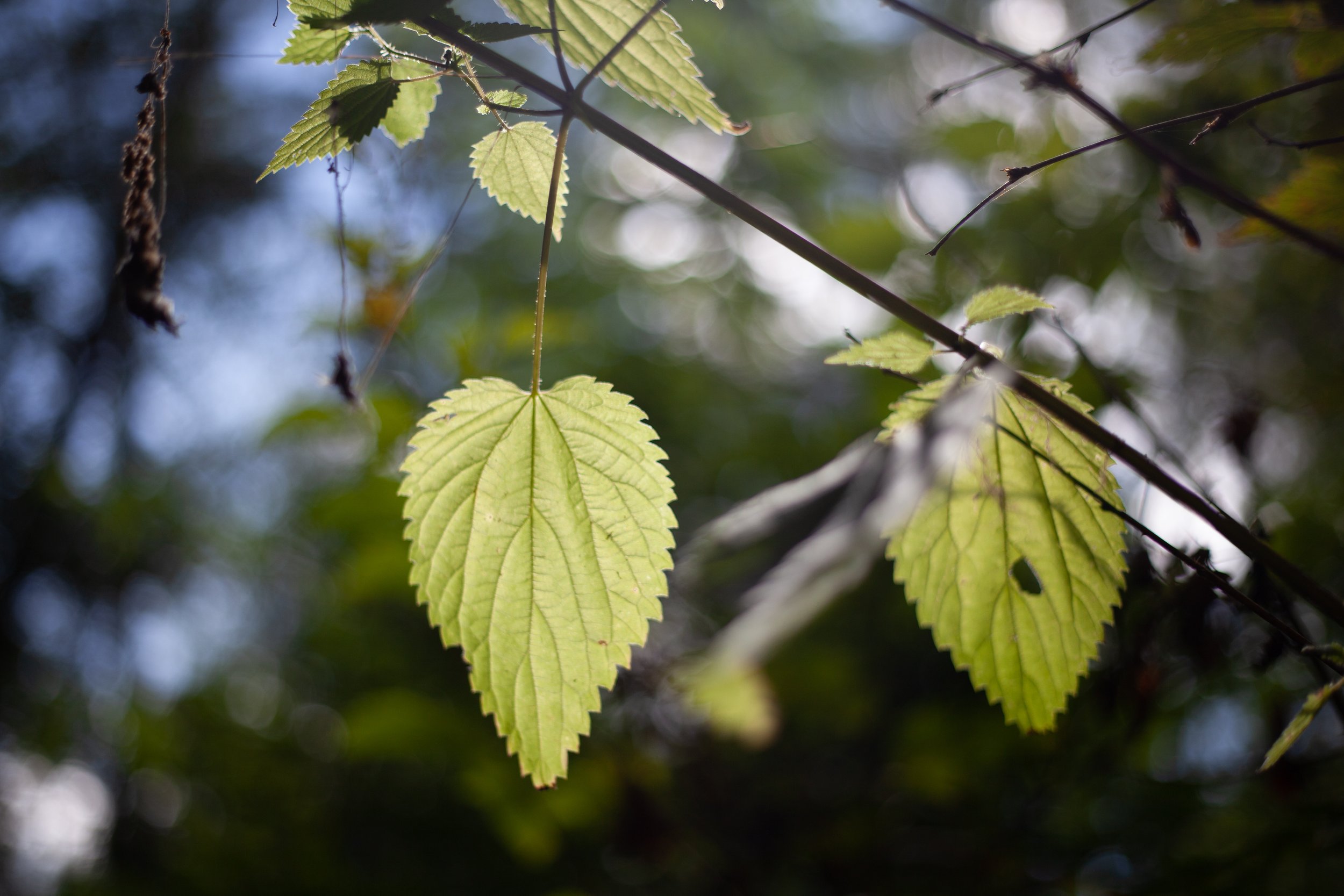 _MG_3410.jpg