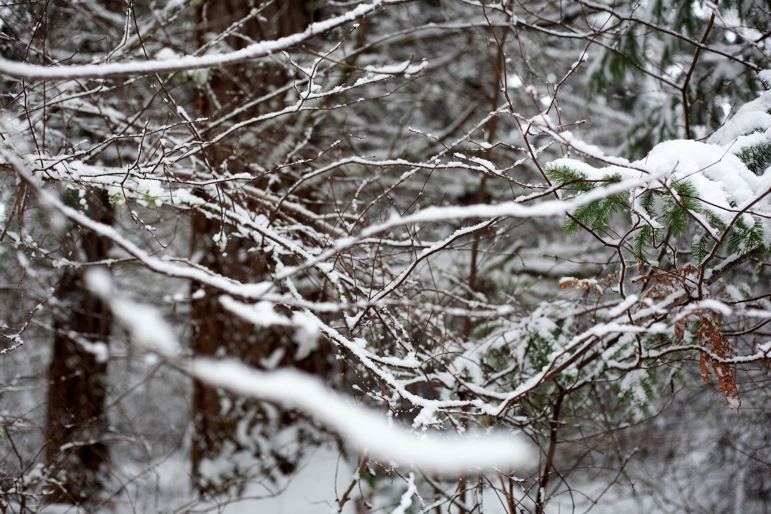 _MG_5204.jpg