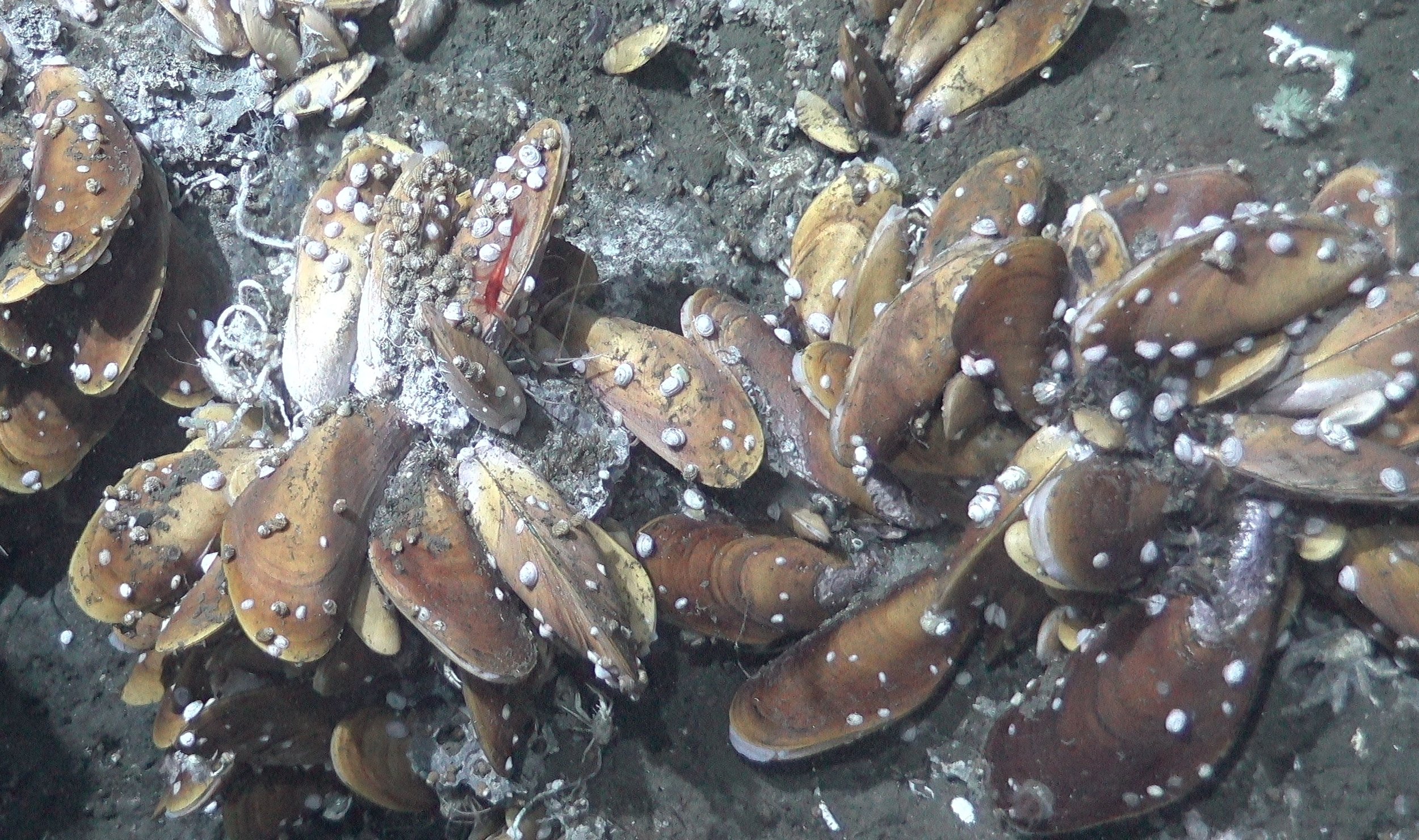 Mussels AD4978.jpg