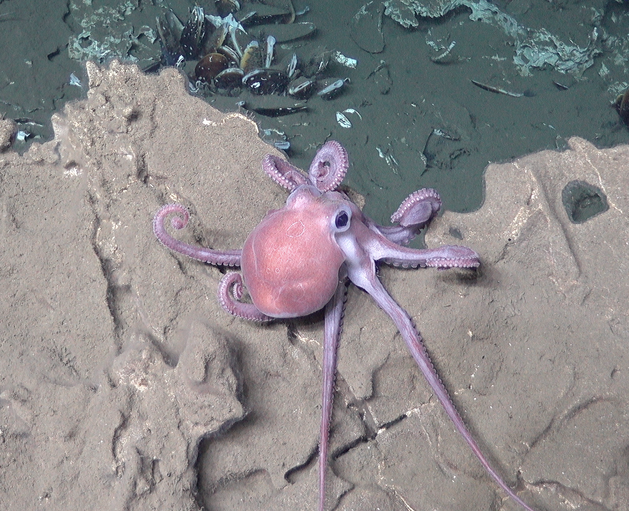 Octopus AD 4987 Screen Shot 2018-11-04 at 5.29.36 PM.png