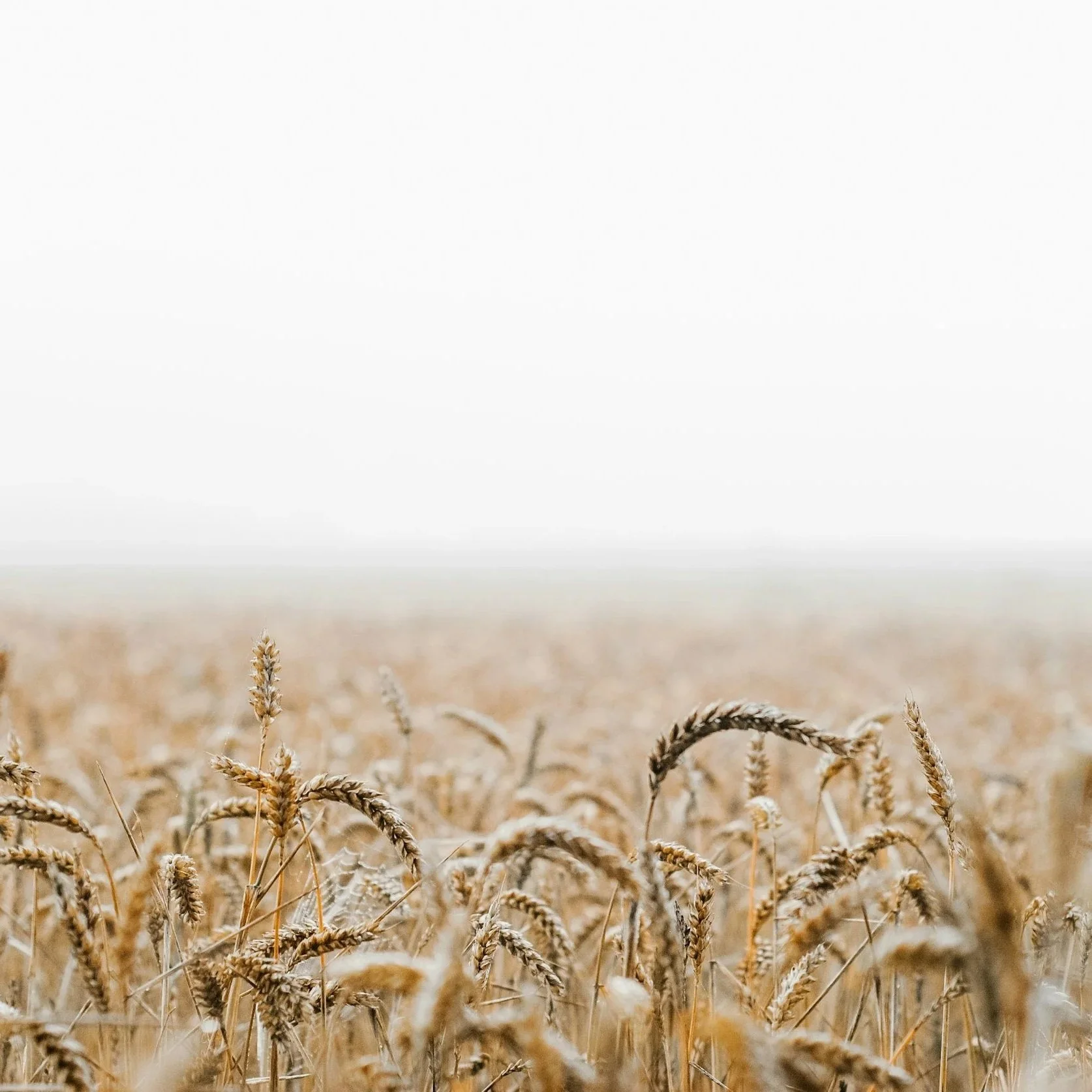 Should I Go Gluten-Free for Gut Health? A Root-Cause Approach