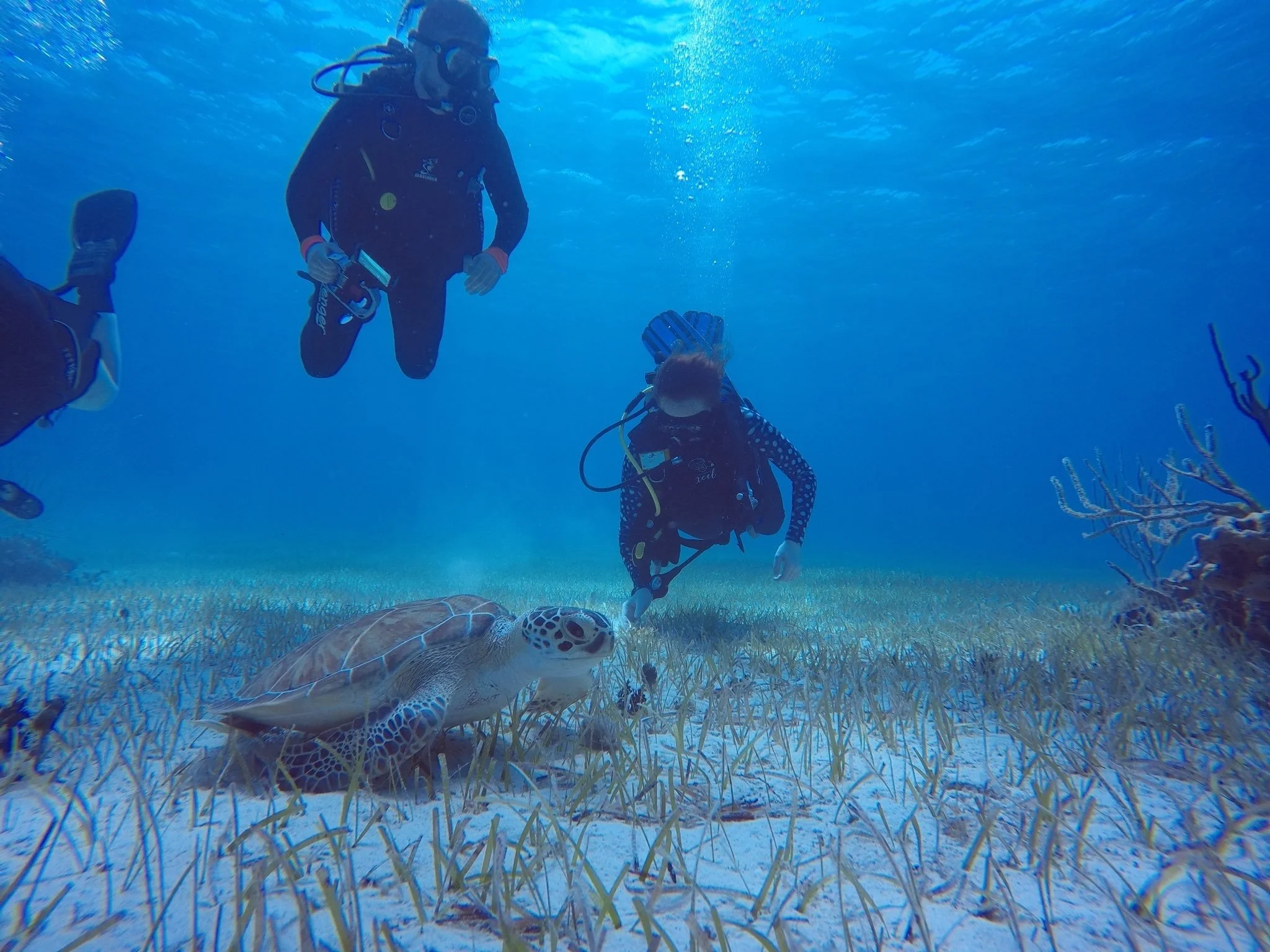 A woman scuba dives next to a sea turtle