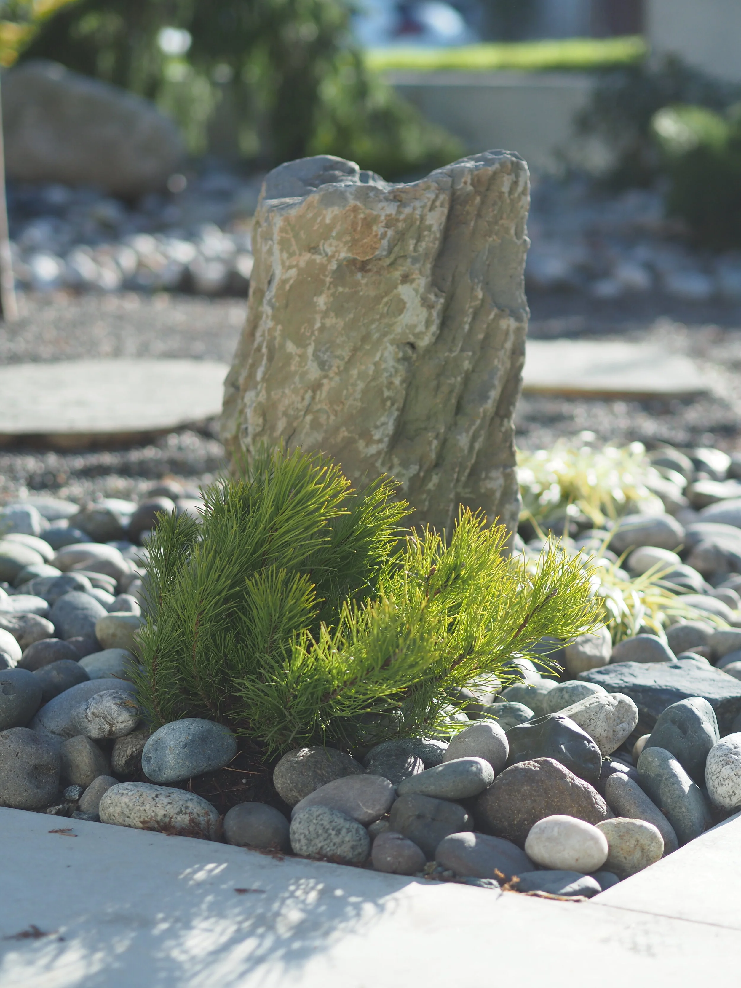 Trinity — Absolute Landscaping