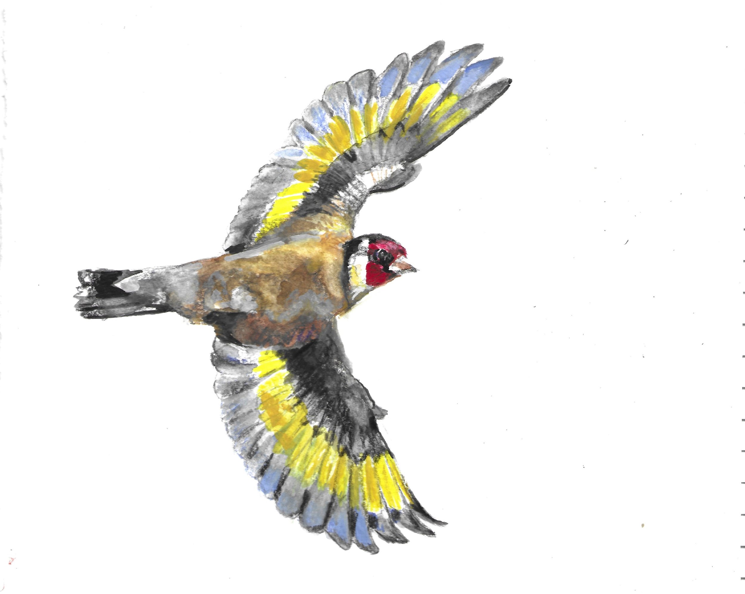 Goldfinch ii_Teresa KIRK.jpg