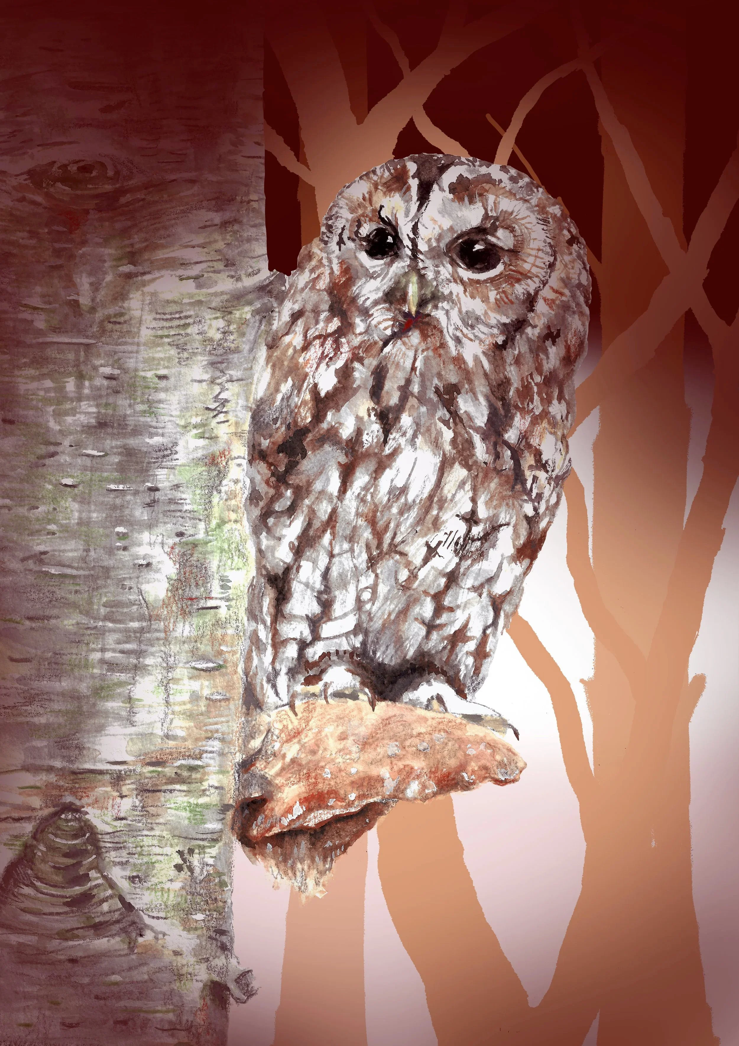 Tawny Owl on Bracket Fungus