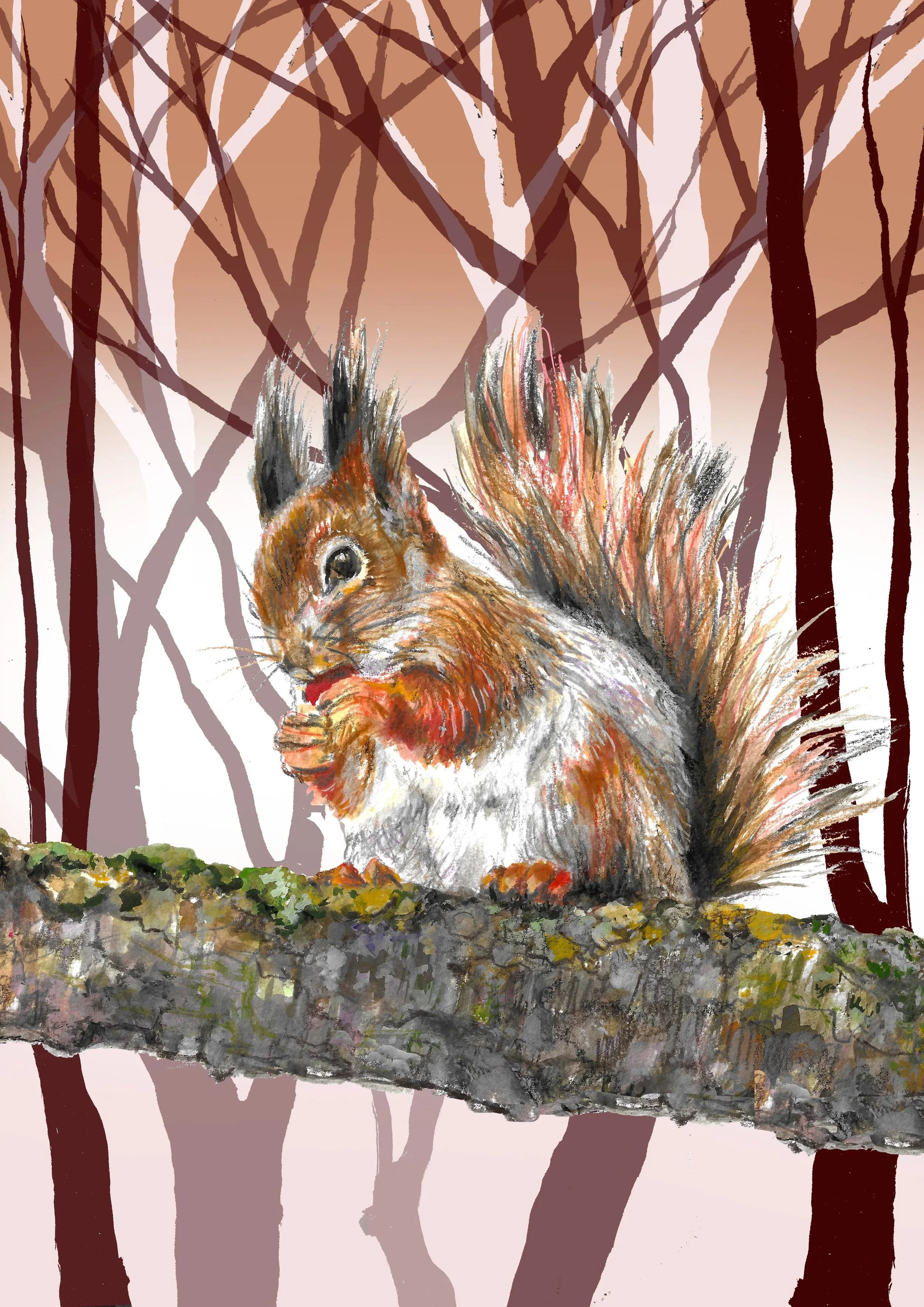 Red Squirrel