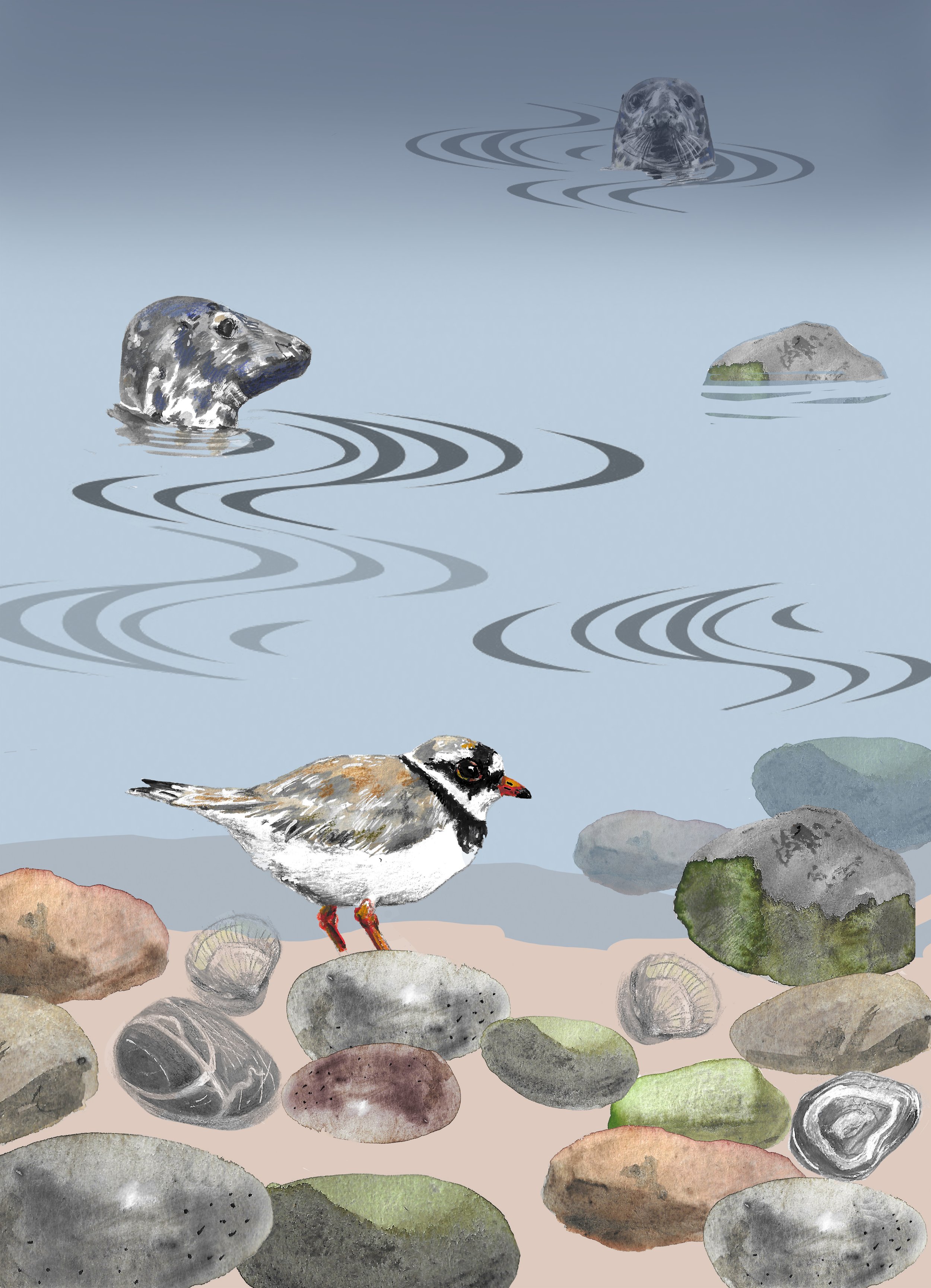 Ringed Plover with Grey Seals FINAL.jpg