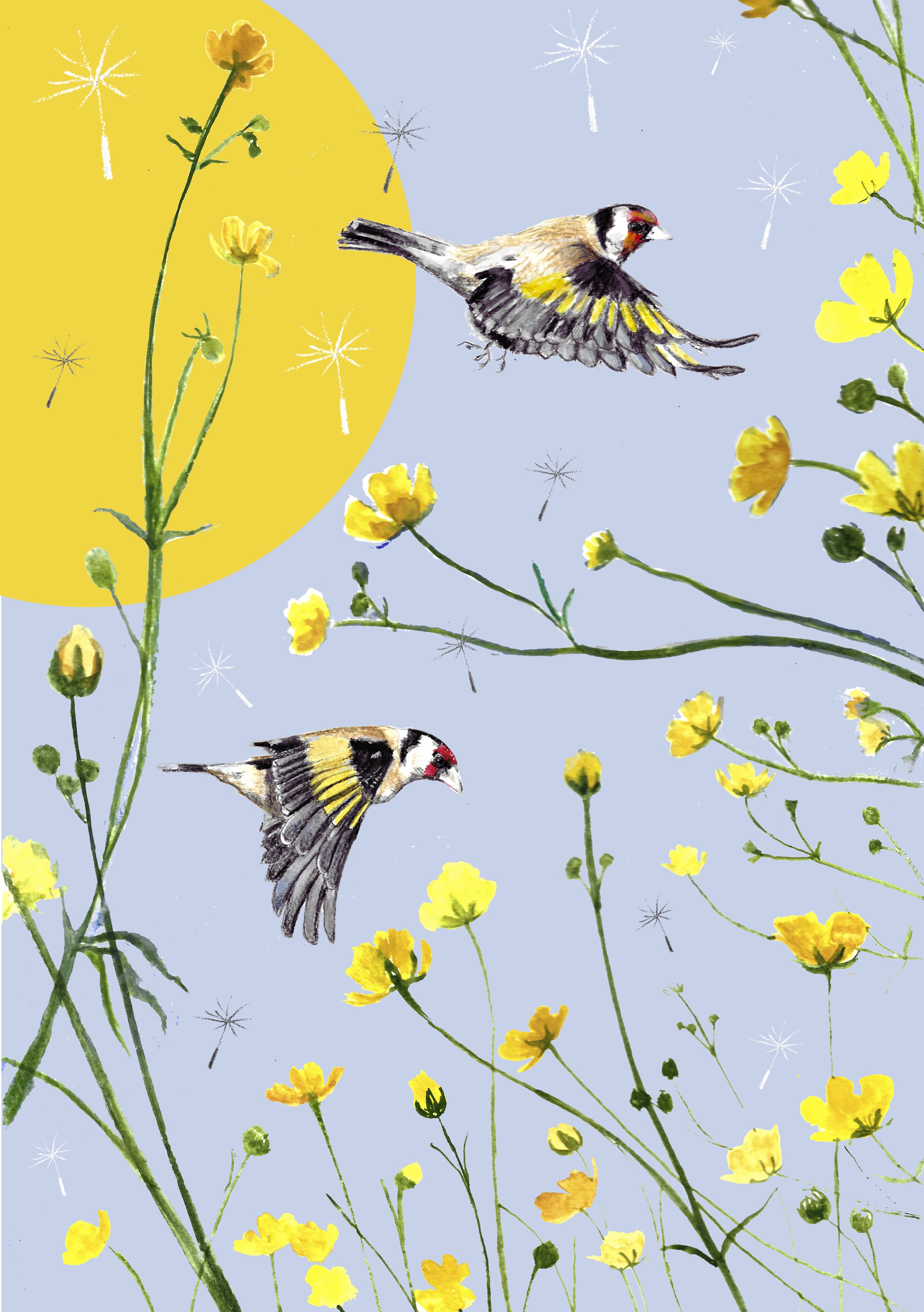 Looking up, through buttercups_Goldfinches and sun_Teresa KIRK.jpg