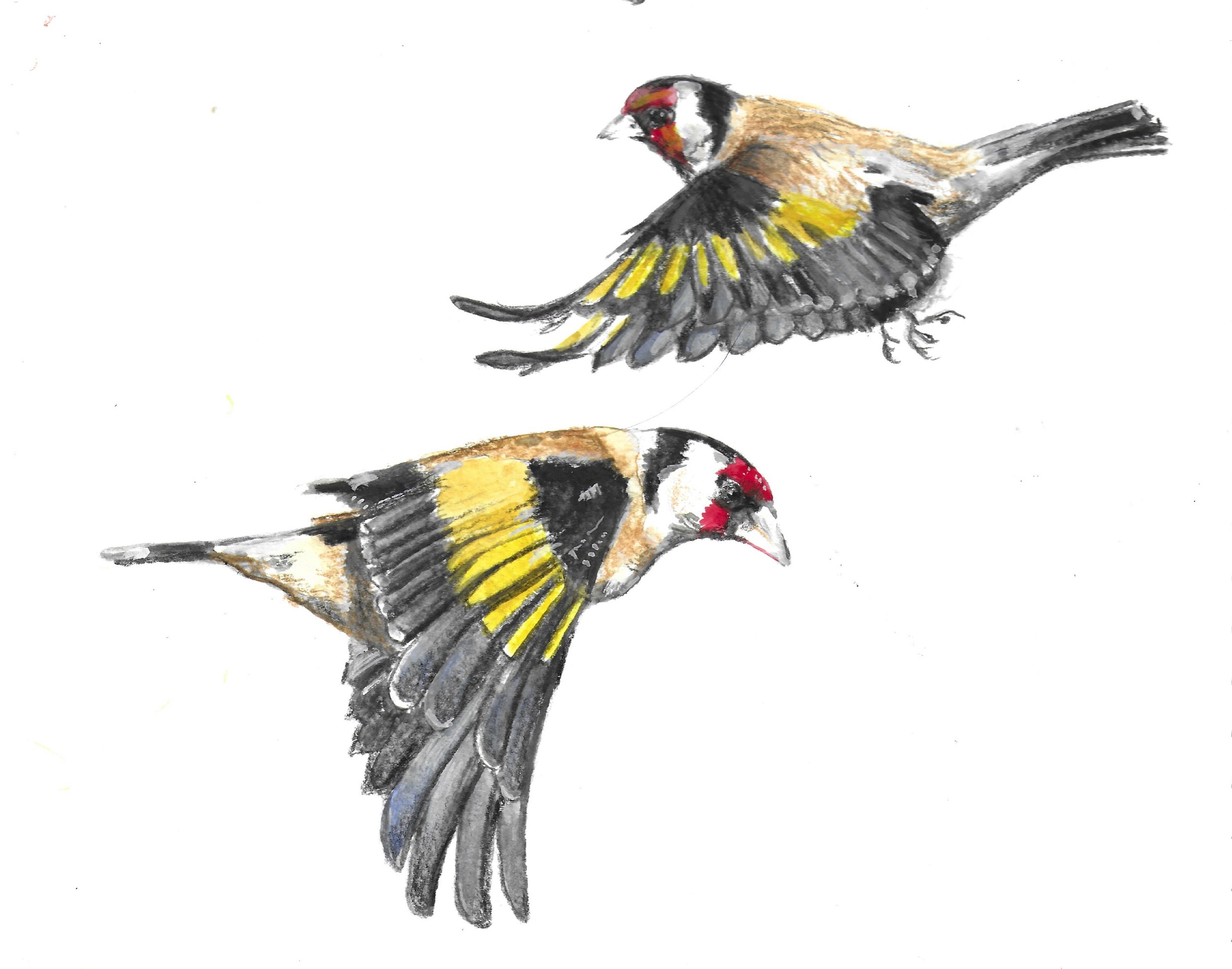 Goldfinch i_Teresa KIRK.jpg