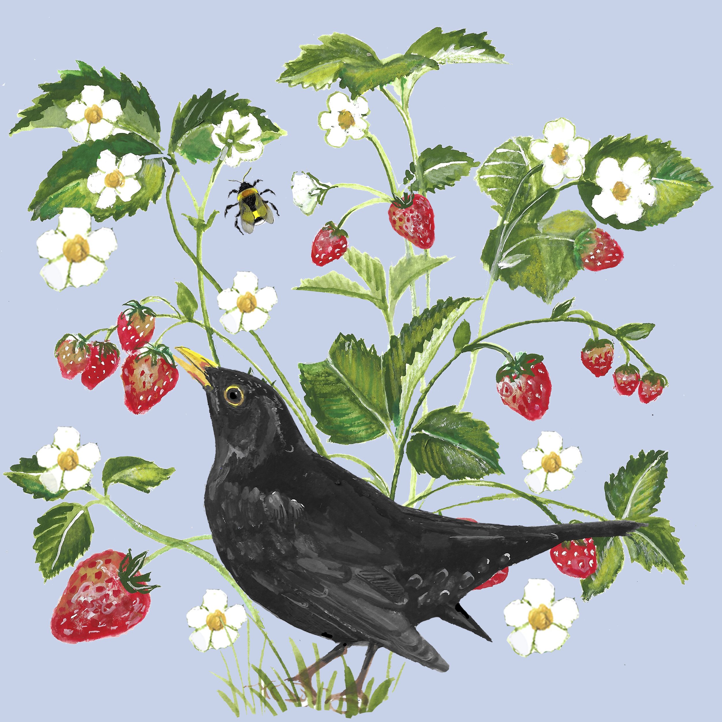 Blacbird and strawberiries SQUARE_Teresa KIRK.jpg