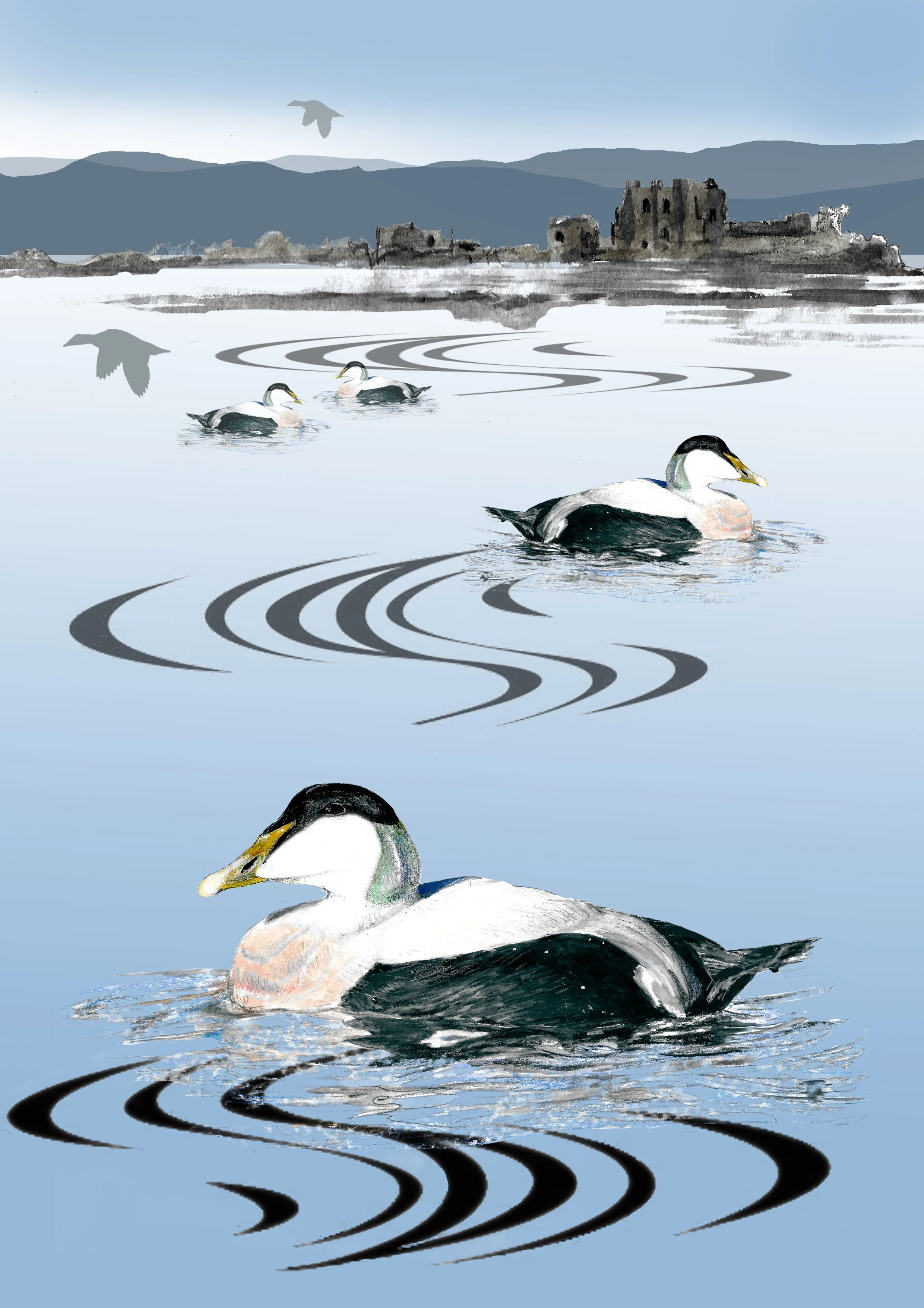 Eiders with Yonder Piel Castle