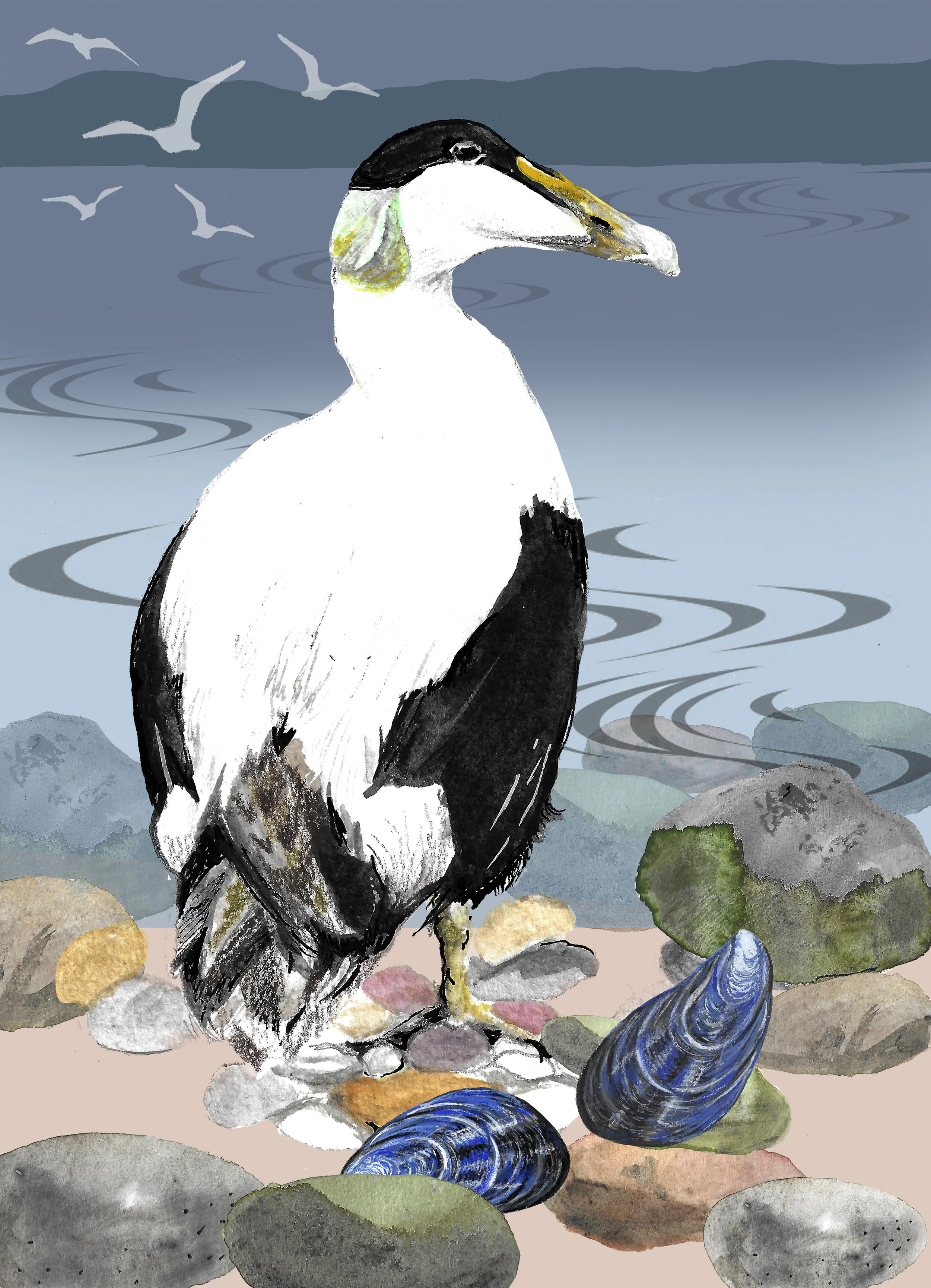 Eider with Mussel Shells FINAL.jpg