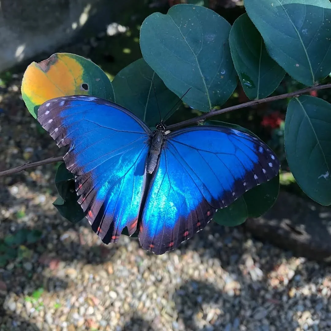 insta BZ @ yaaxkinbutterfly2.jpeg