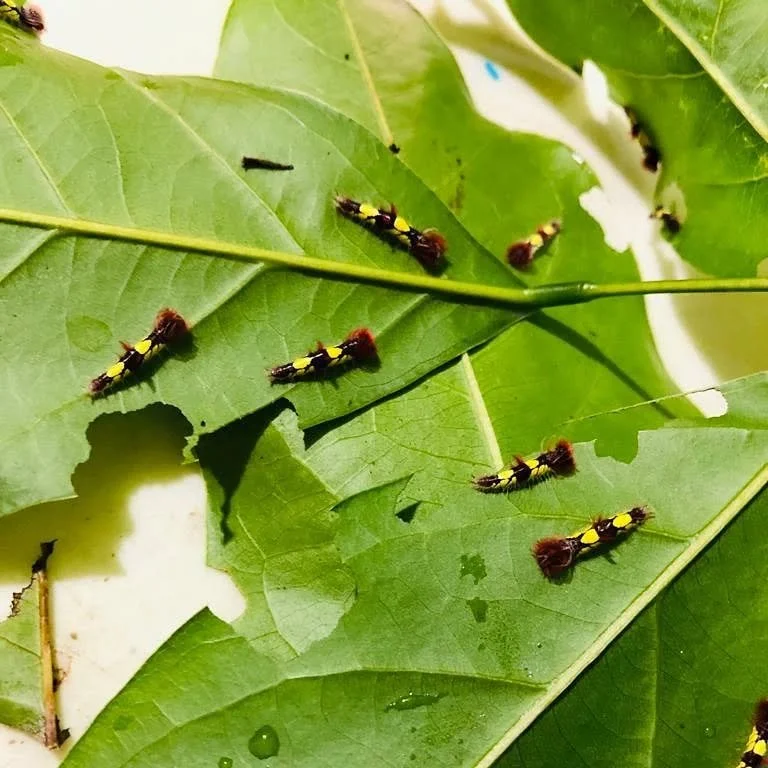 insta BZ @ yaaxkinbutterfly3.jpeg