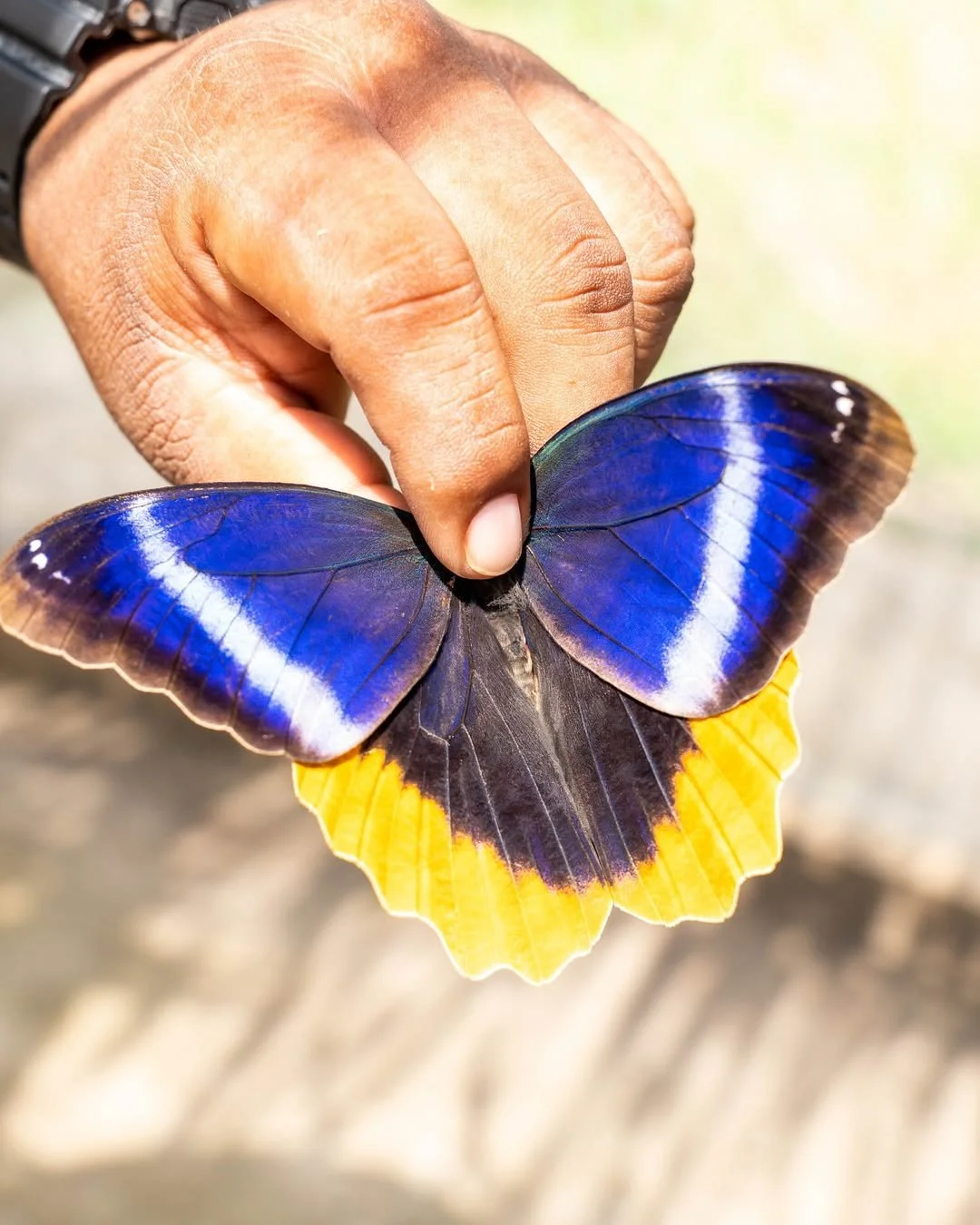 insta BZ @yaaxkinbutterfly2.jpg