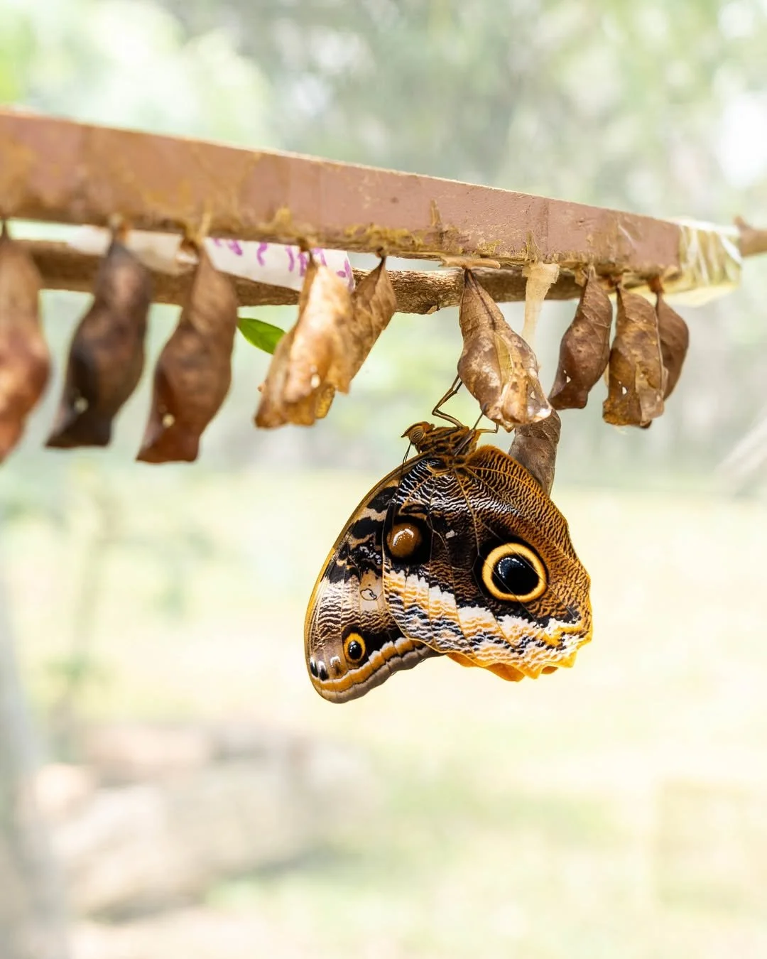 insta BZ @yaaxkinbutterfly1.jpg