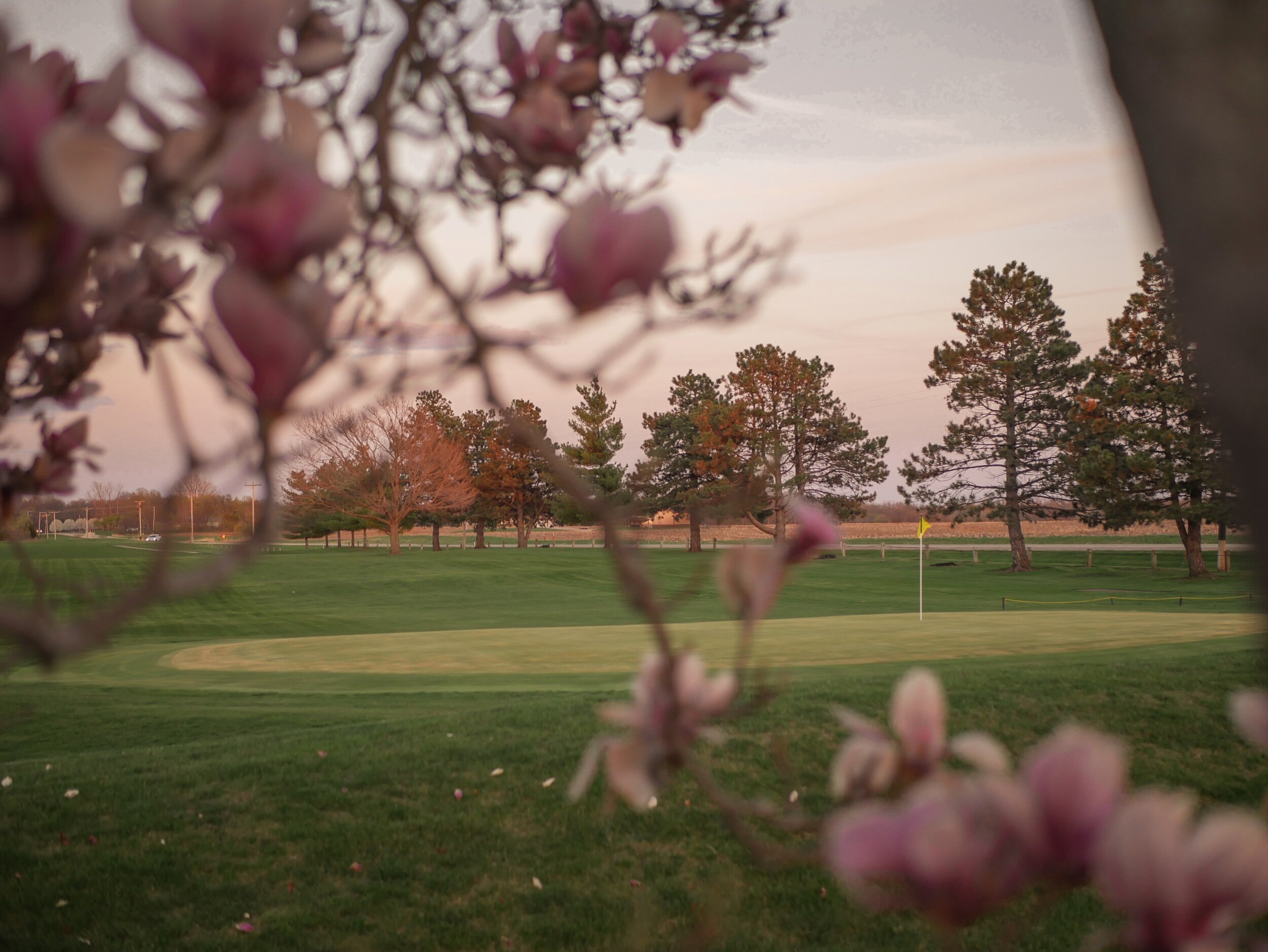 looking through pink flowering tree at a golf green in the spring