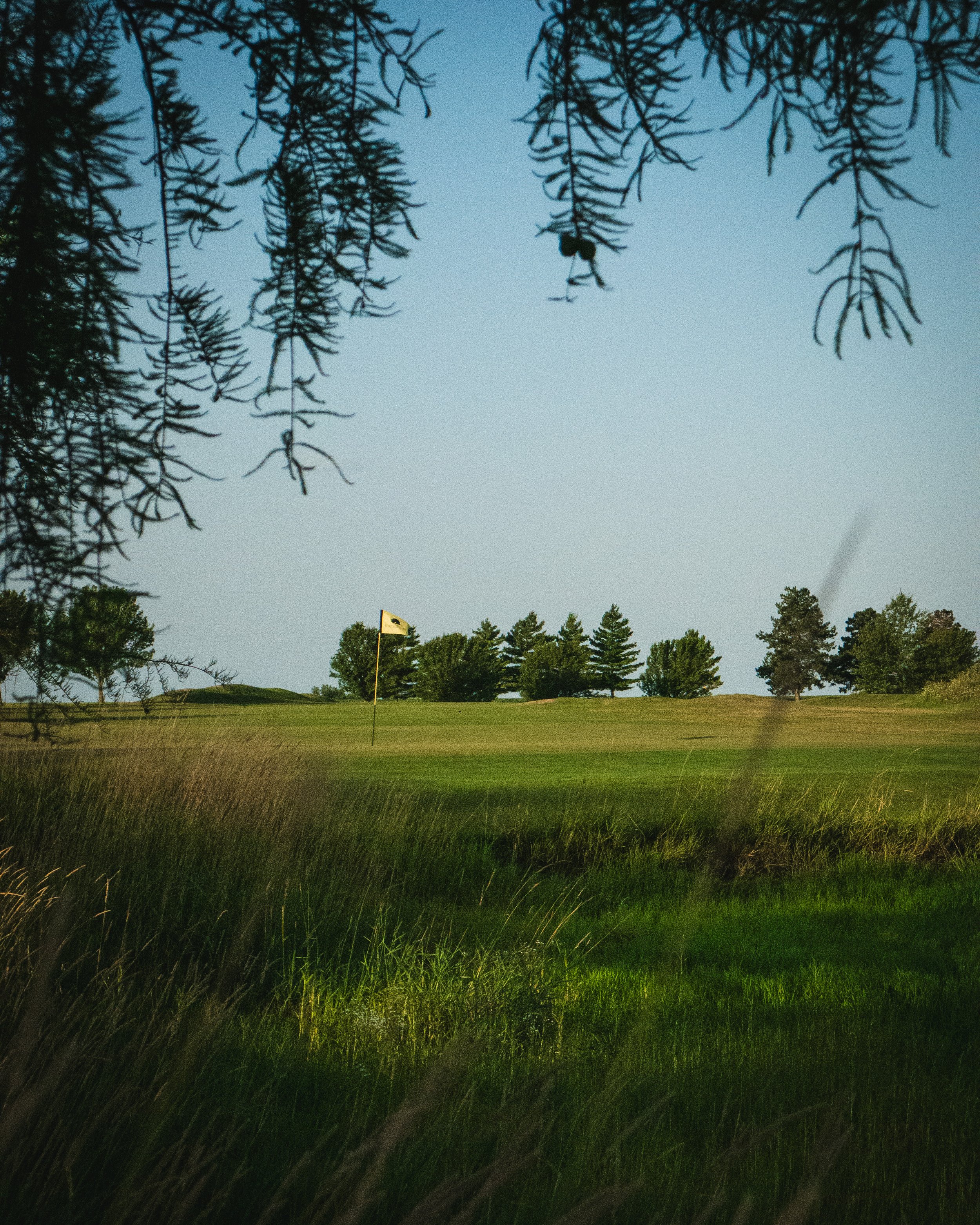 golf flagstick looking through overhanging tree branches