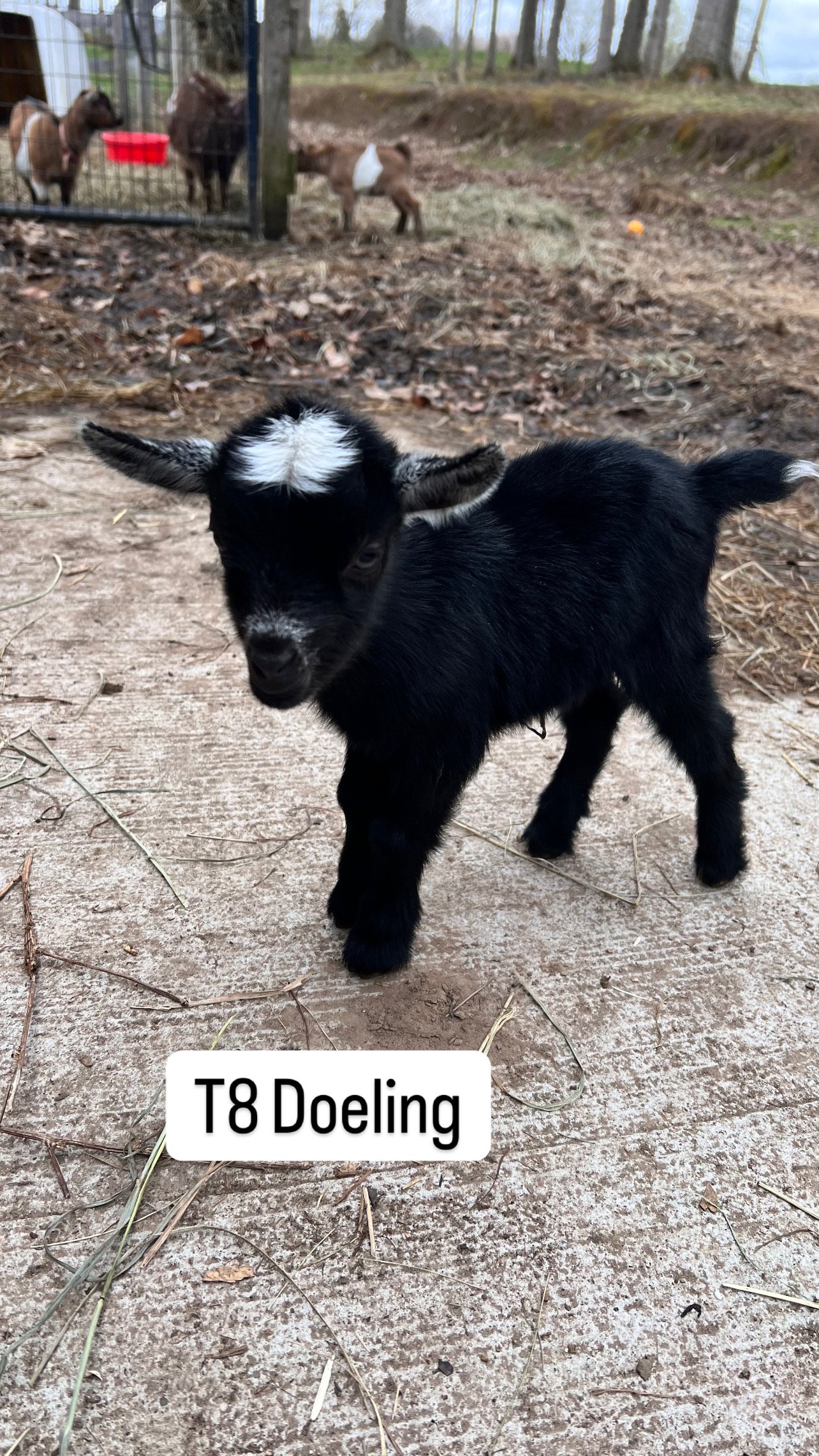 T8 Doeling: $400