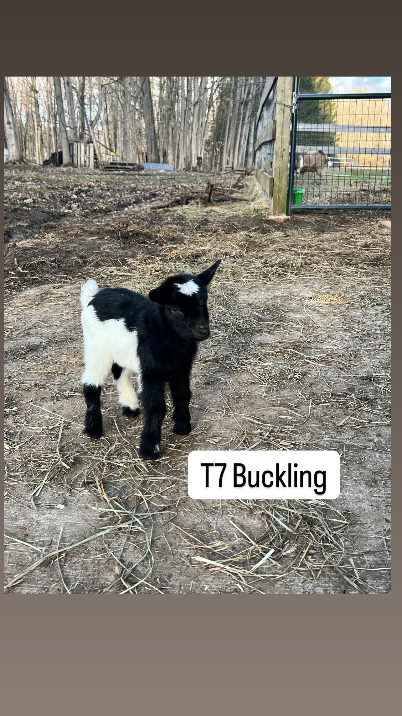 T7 Buckling: $400