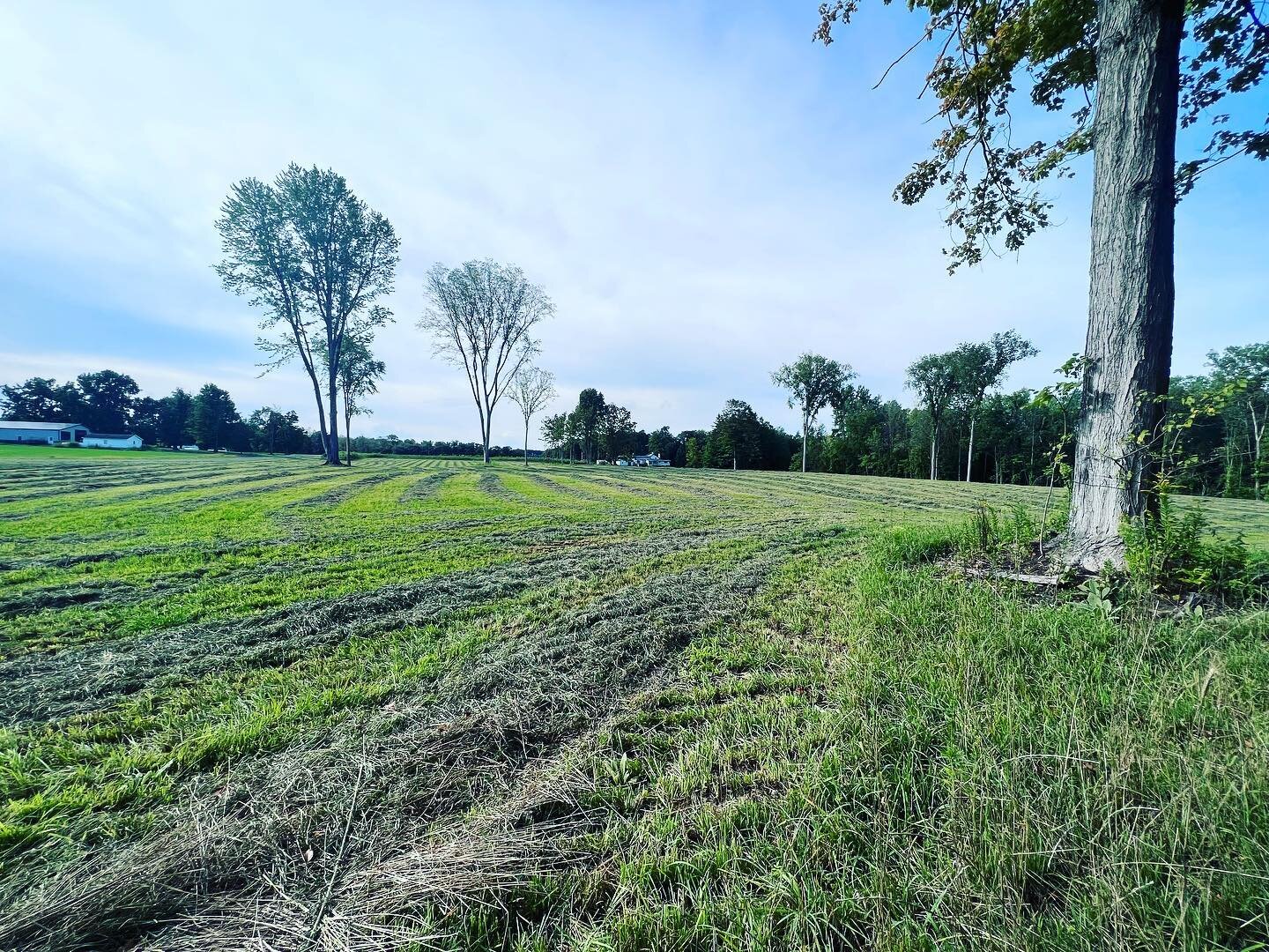 Our freshly cut hay field. It&rsquo;s been a lot of work and money to get this to happen. 

When we moved here three years ago it was  allll woods. 

We hired an Excavator to de stump and grade it. 

Fertilized and seeded. 

The first cutting was bad