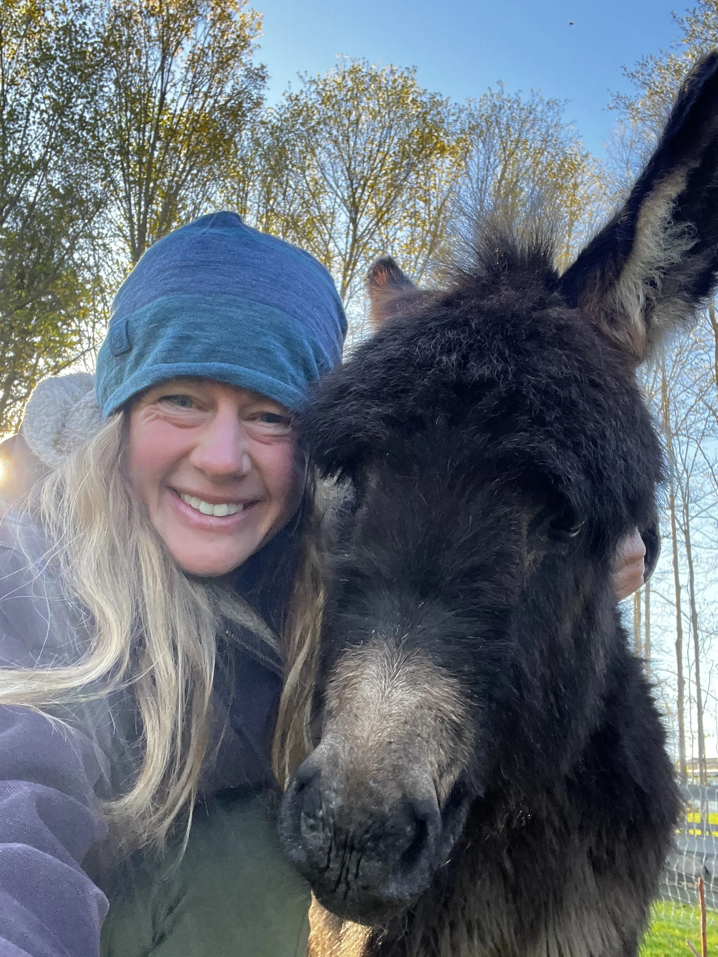 Mini Donkey